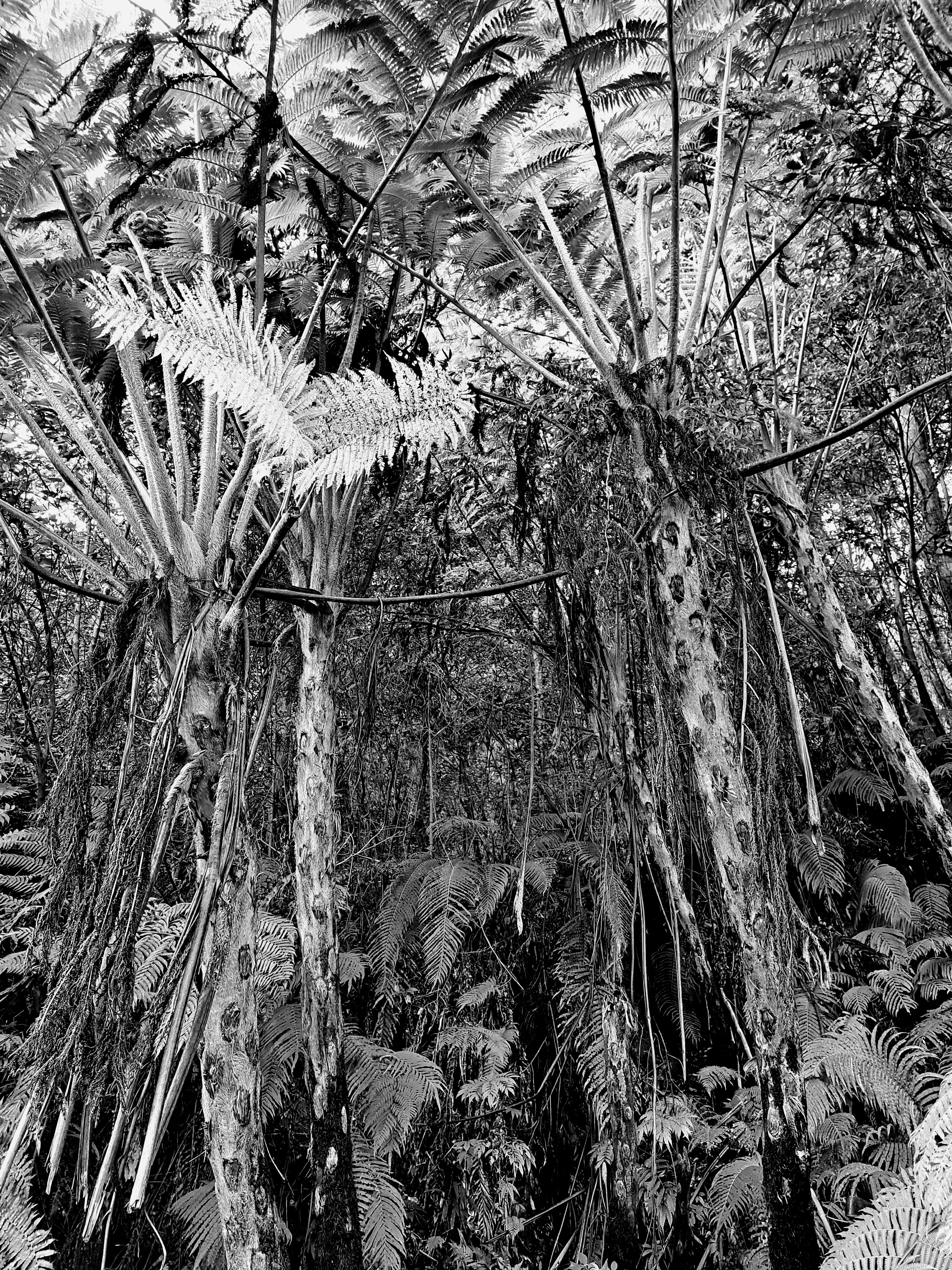 Black and white tropical plants densely clustered in a forest scene