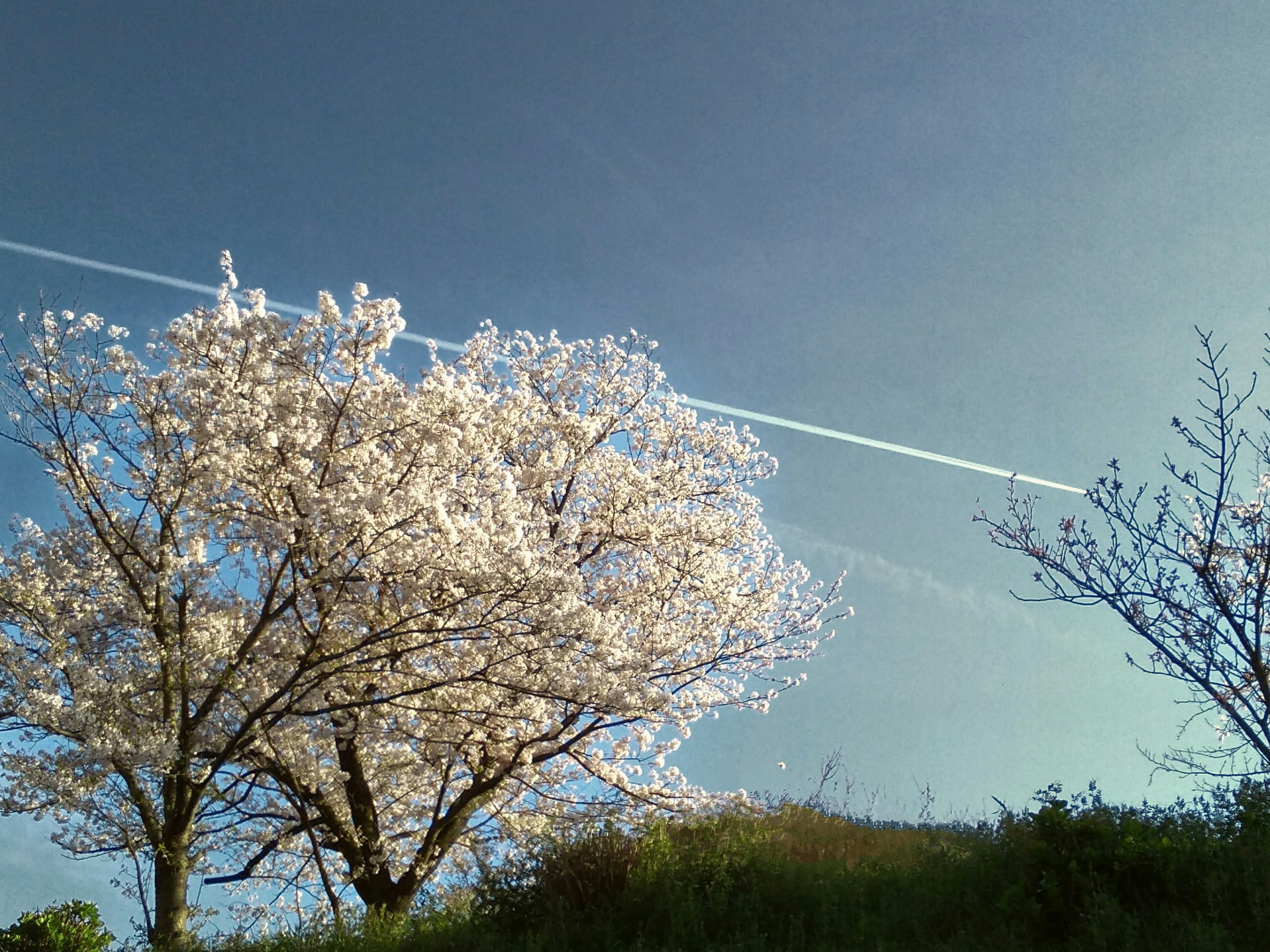 Cherry blossom tree under blue sky with contrail