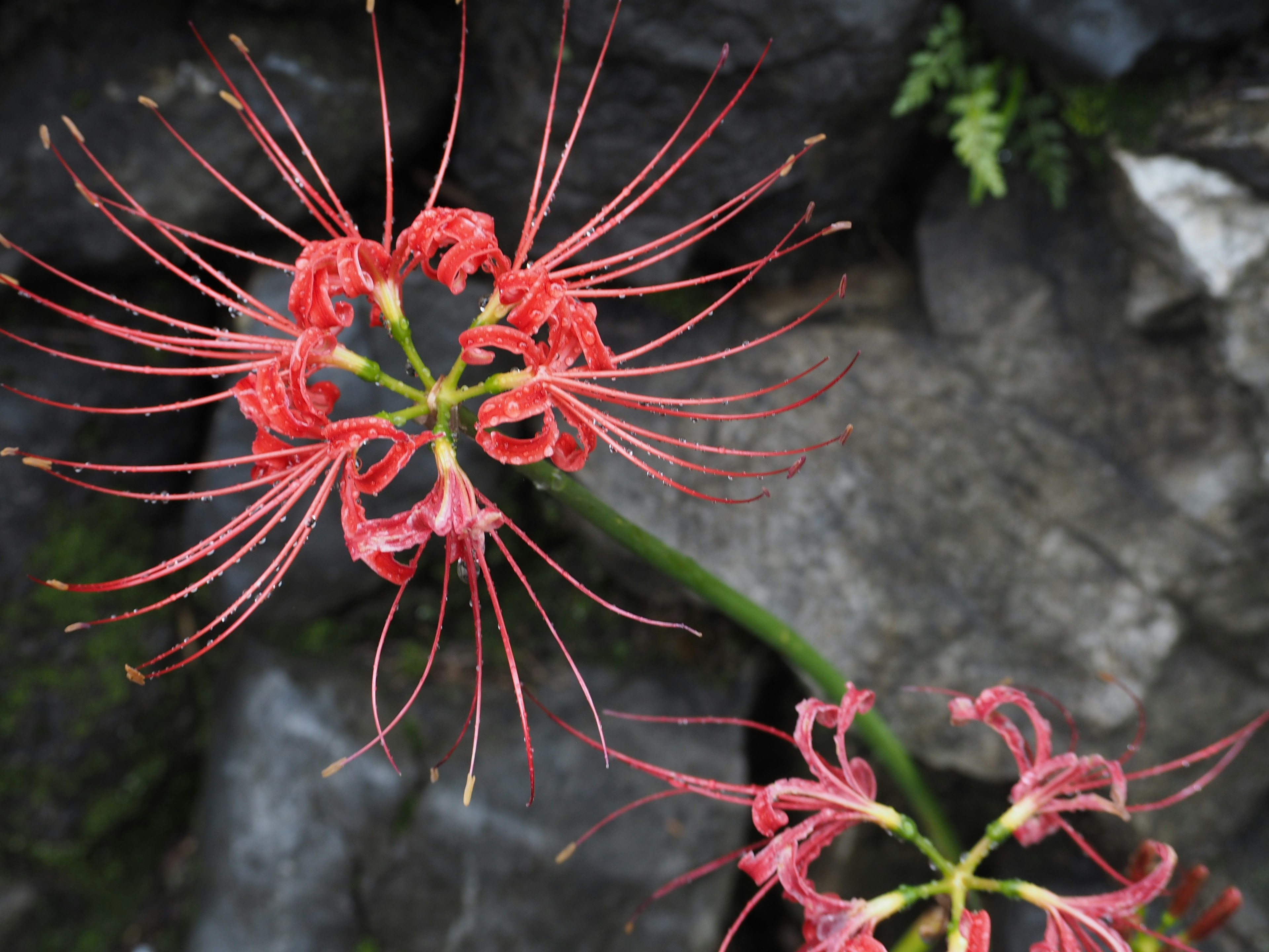 赤い花の細い花びらが特徴的なリコリスの植物