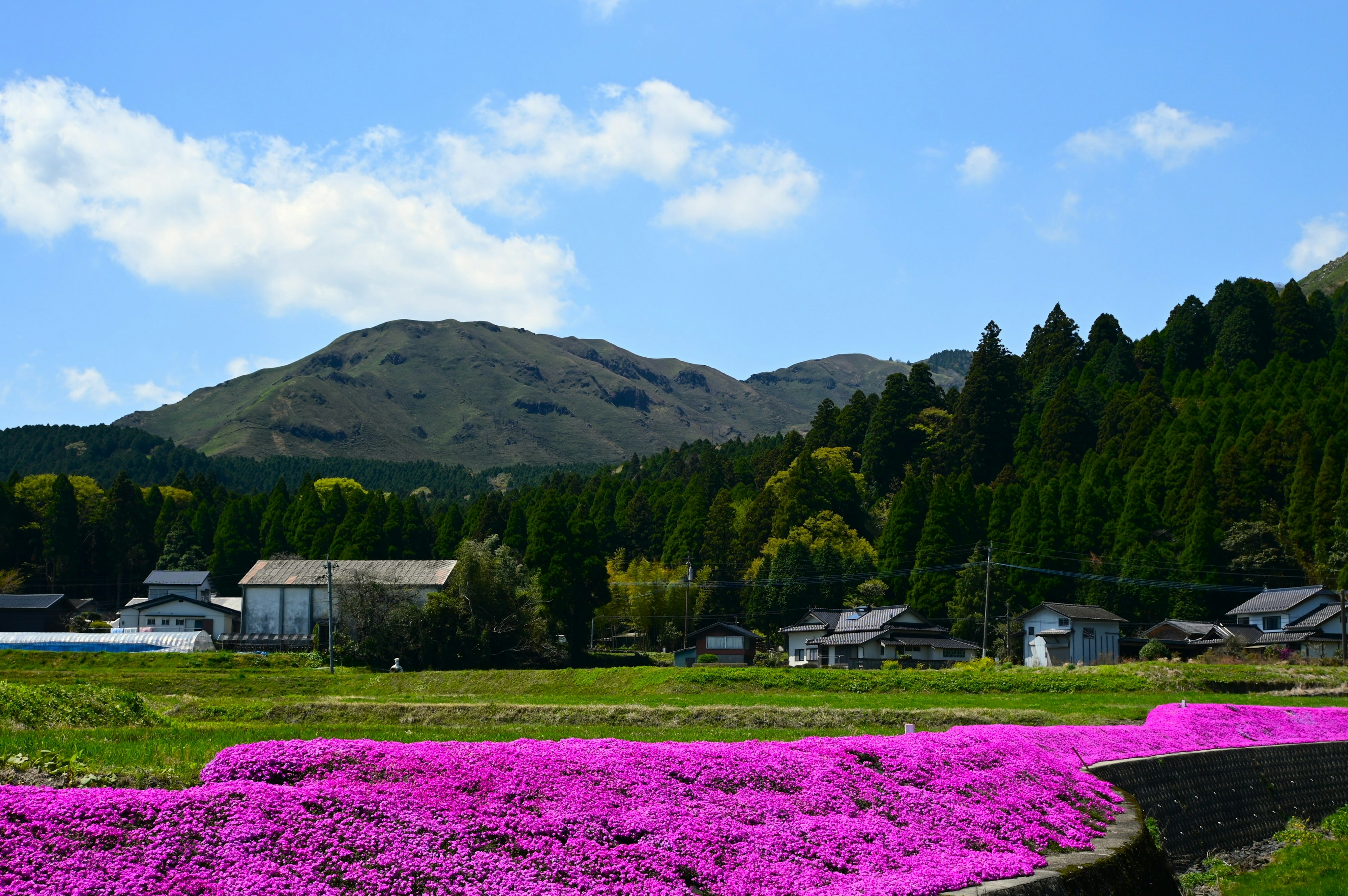 鲜艳的粉色花田被山脉和绿色树木环绕