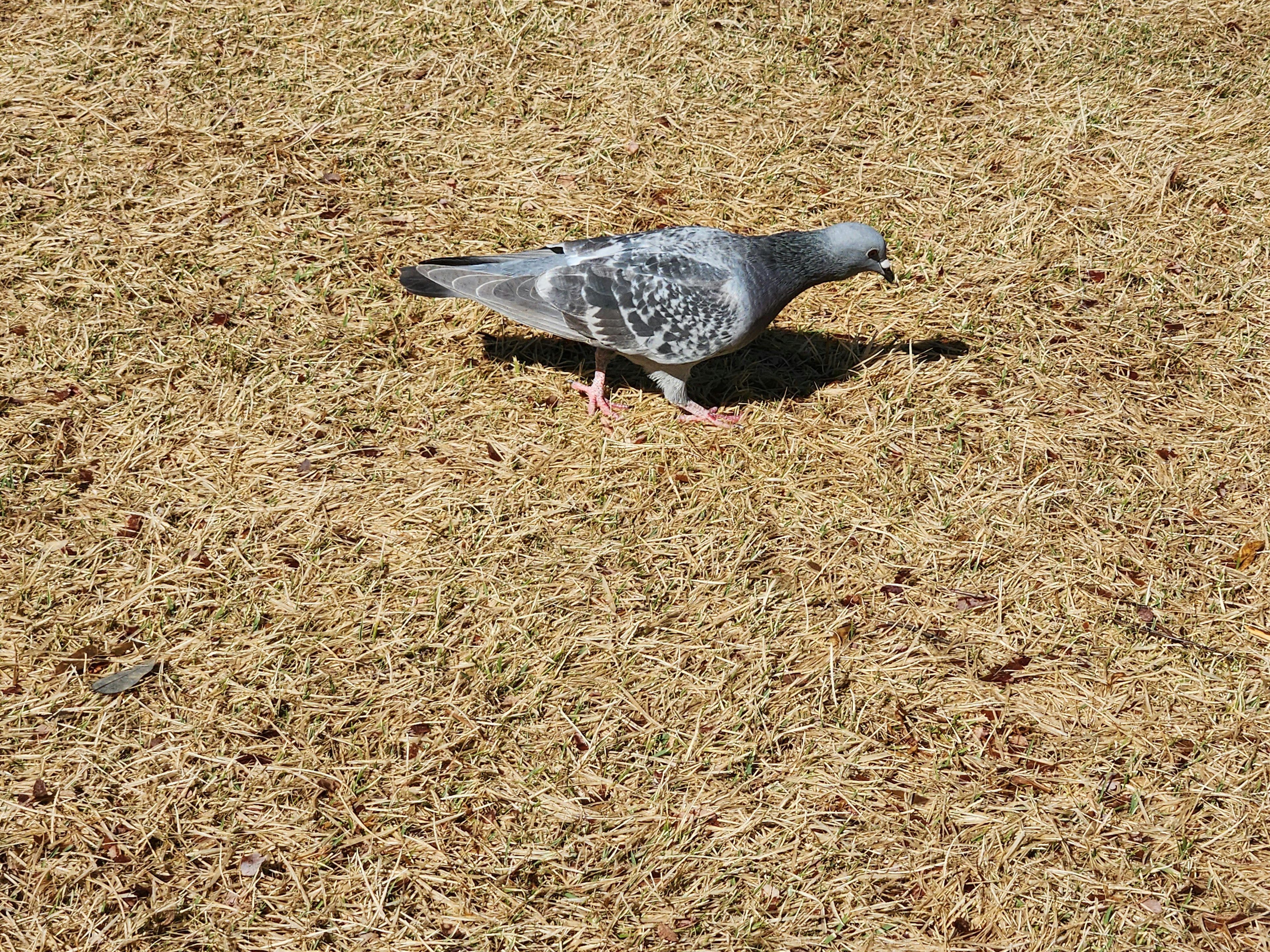 Seekor merpati abu-abu berjalan di atas rumput kering