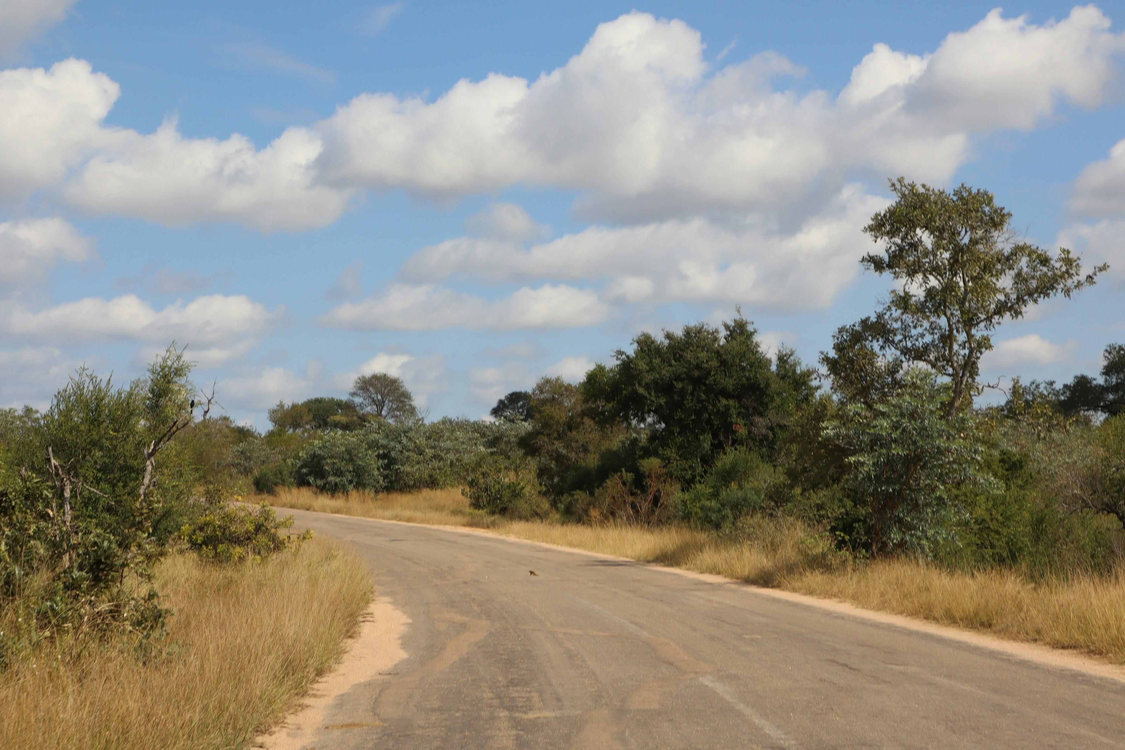 Carretera curva rodeada de árboles verdes y hierba seca