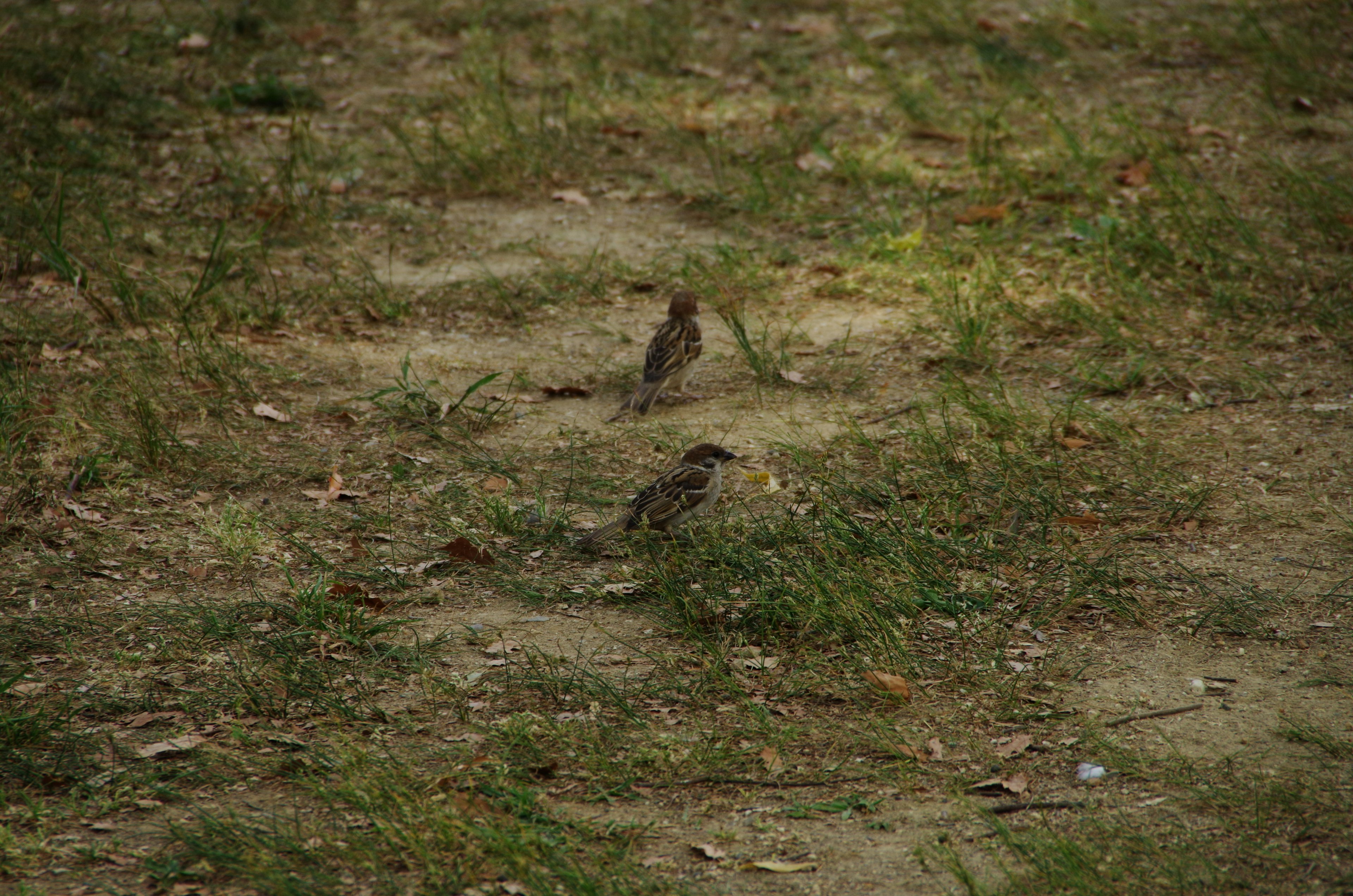 Due piccoli uccelli a terra tra l'erba