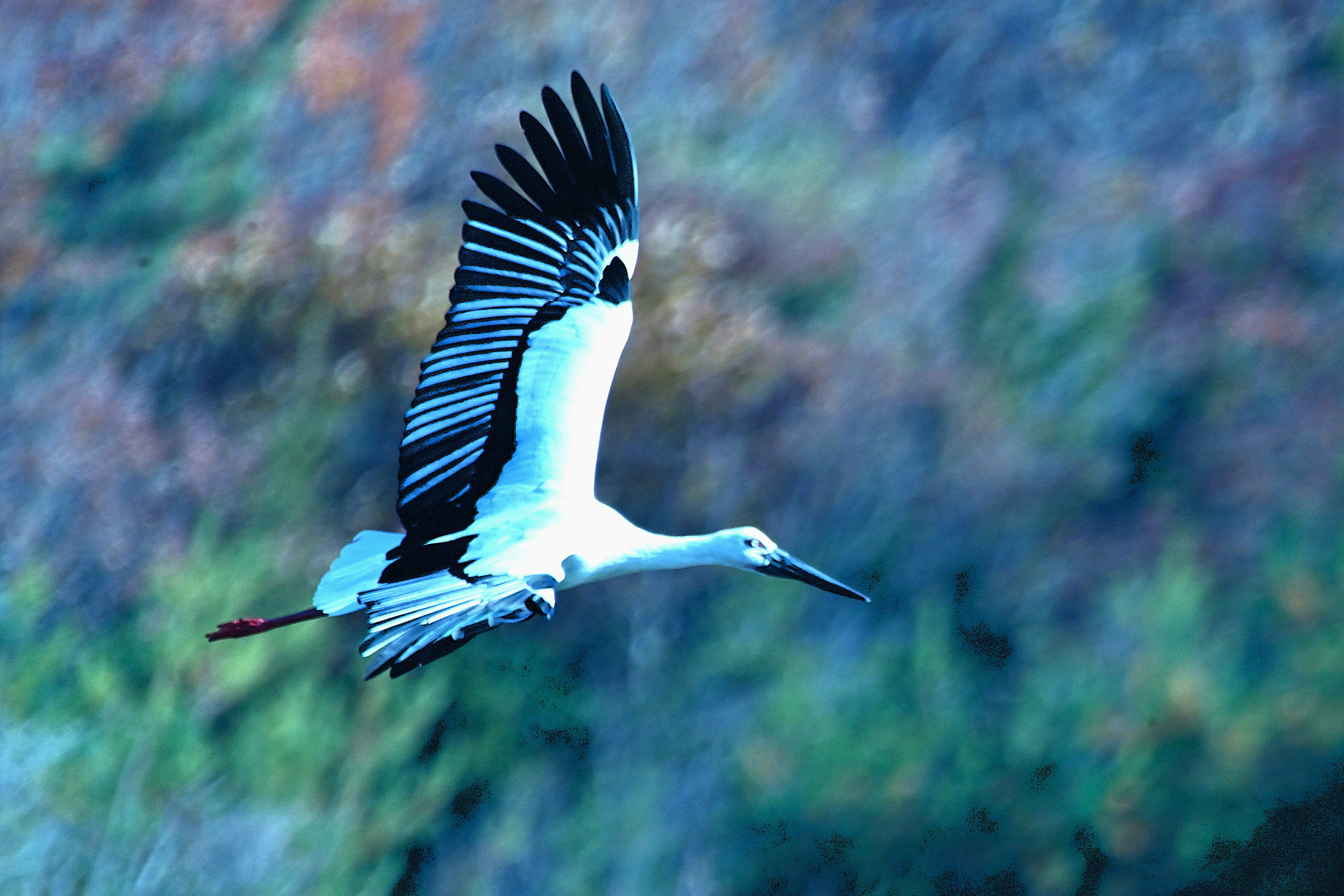 Ein weißer Storch fliegt vor einem blauen Hintergrund