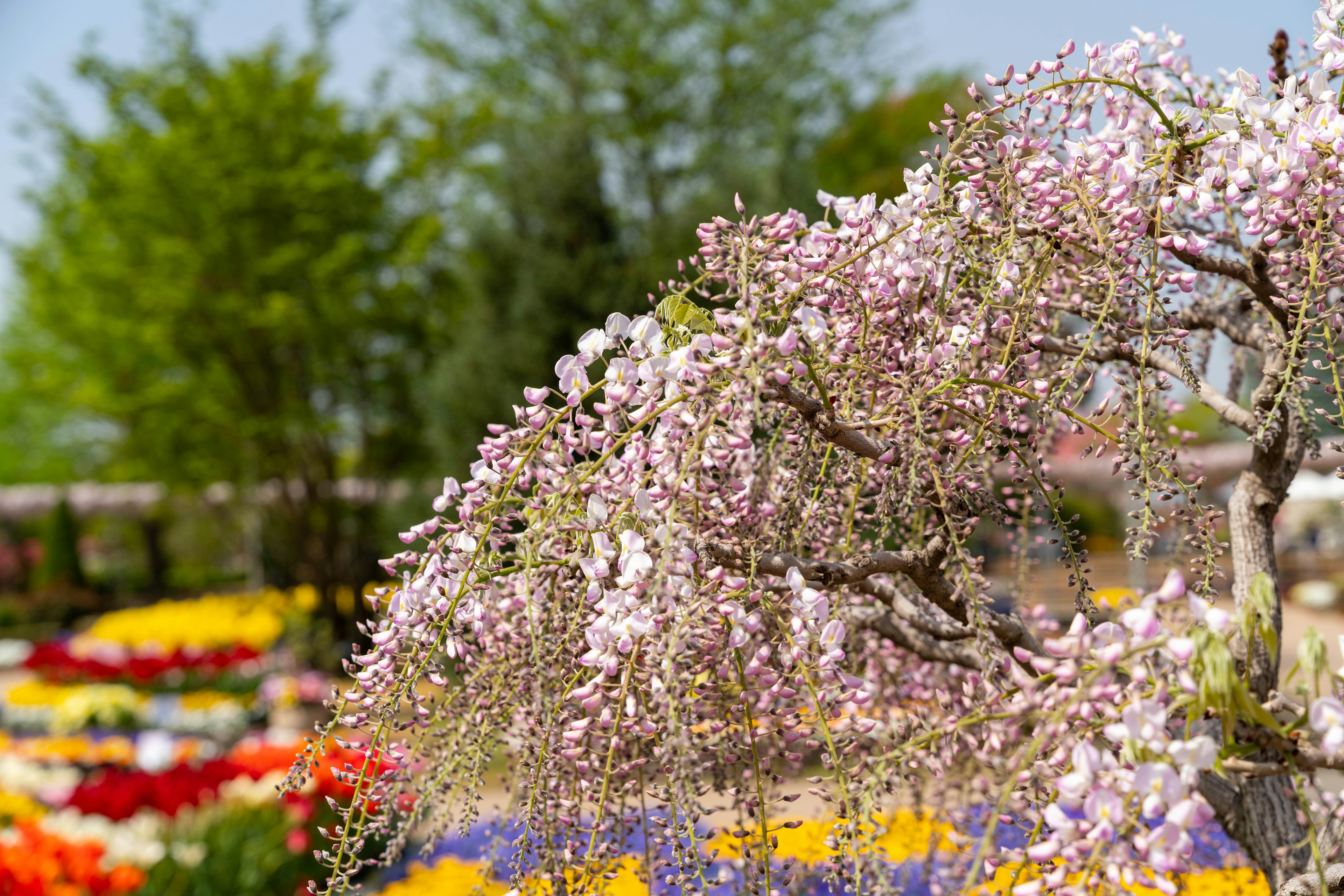 Schöner Kirschbaum mit buntem Blumengarten im Hintergrund