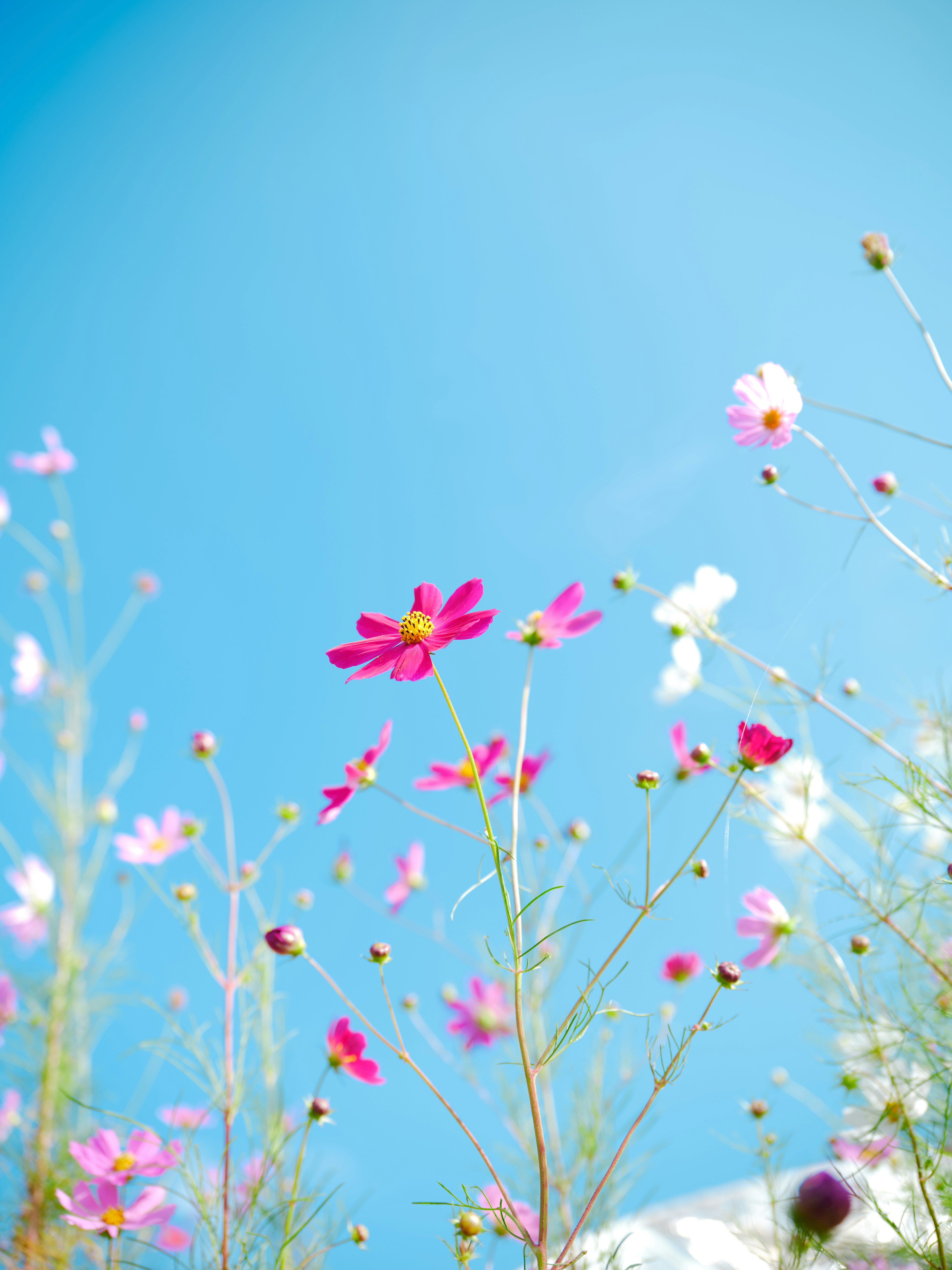 Fiori colorati che sbocciano contro un cielo blu