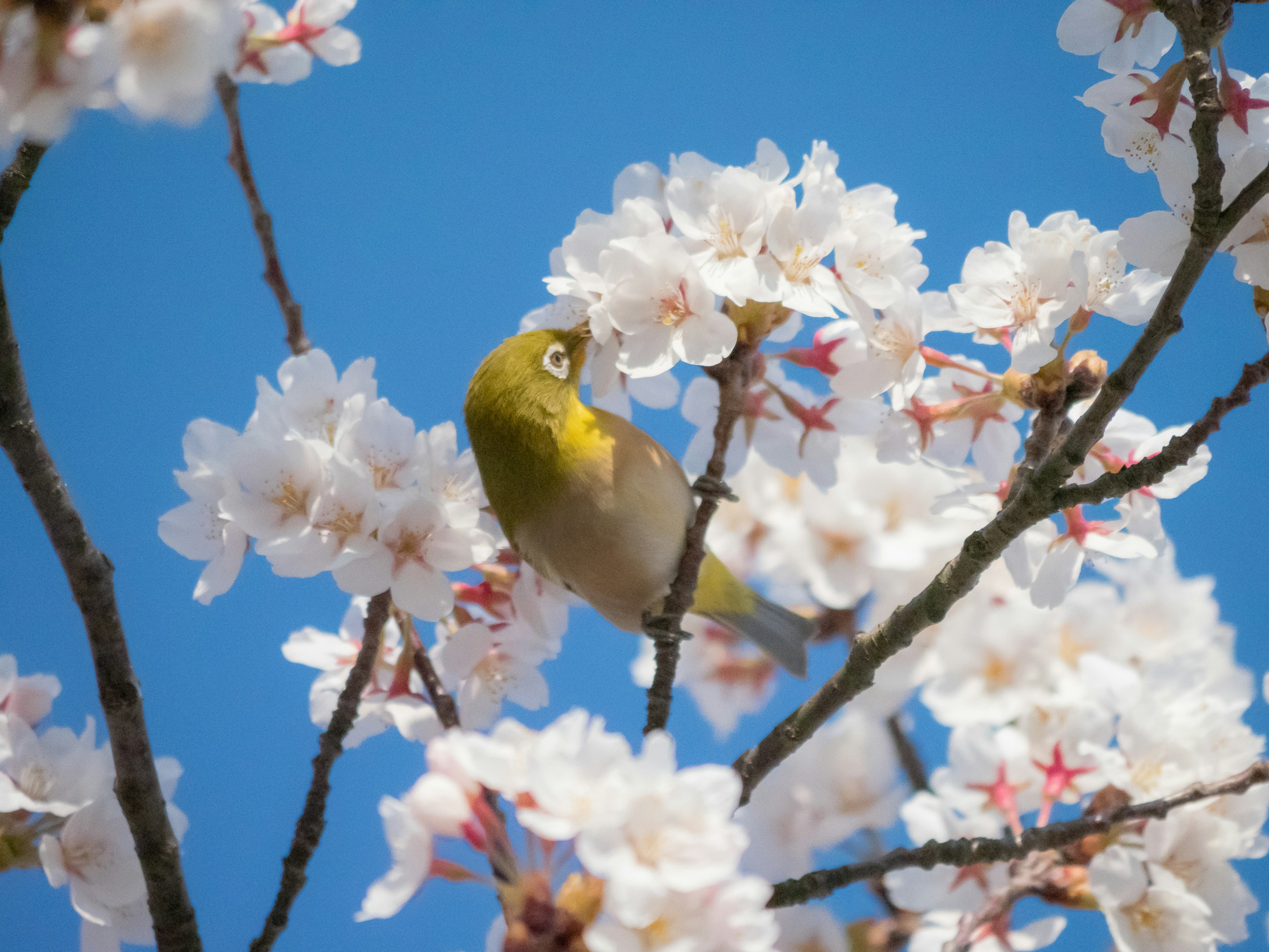 Vibrant image of a bird among cherry blossoms