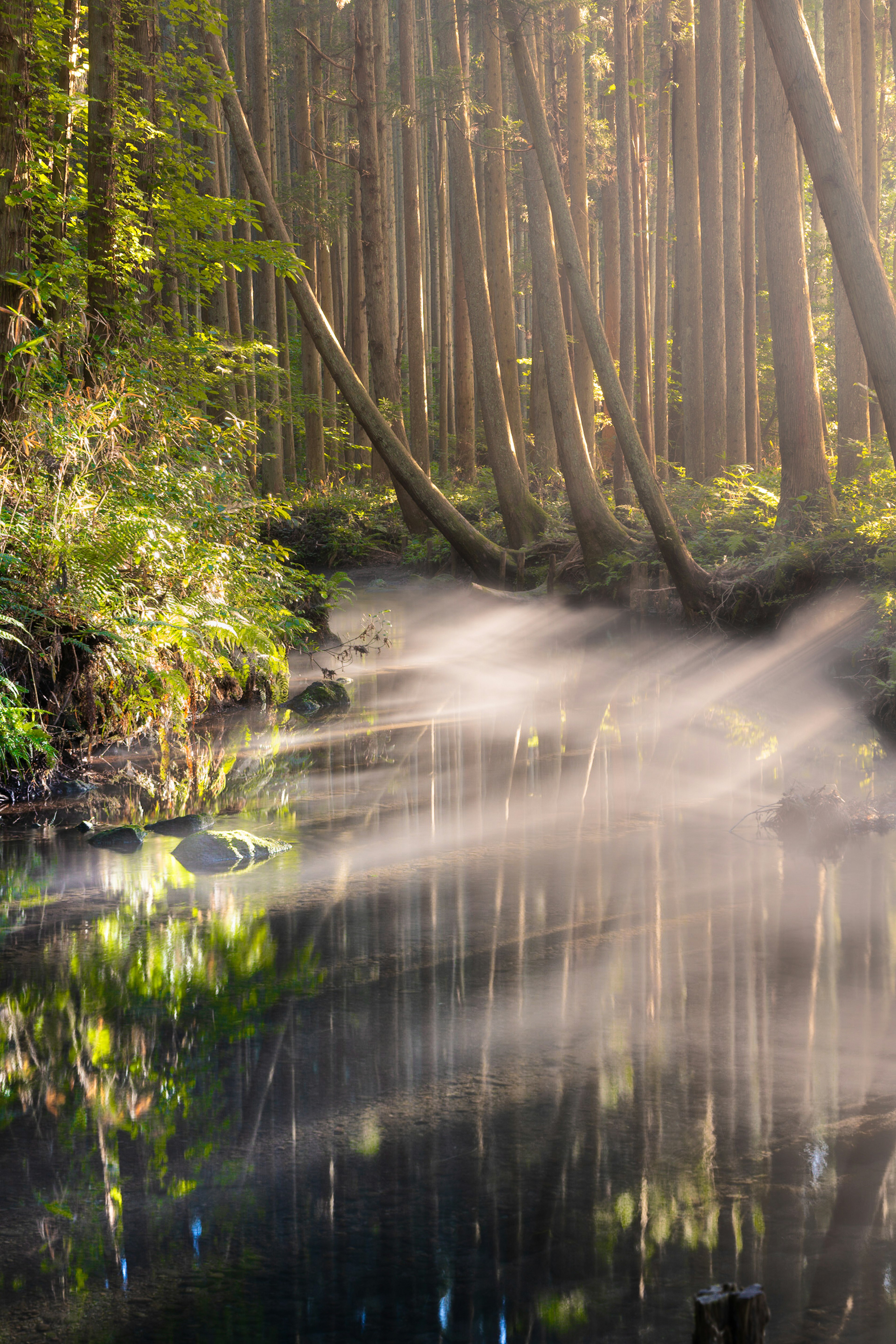 Rivière brumeuse traversant une forêt verdoyante