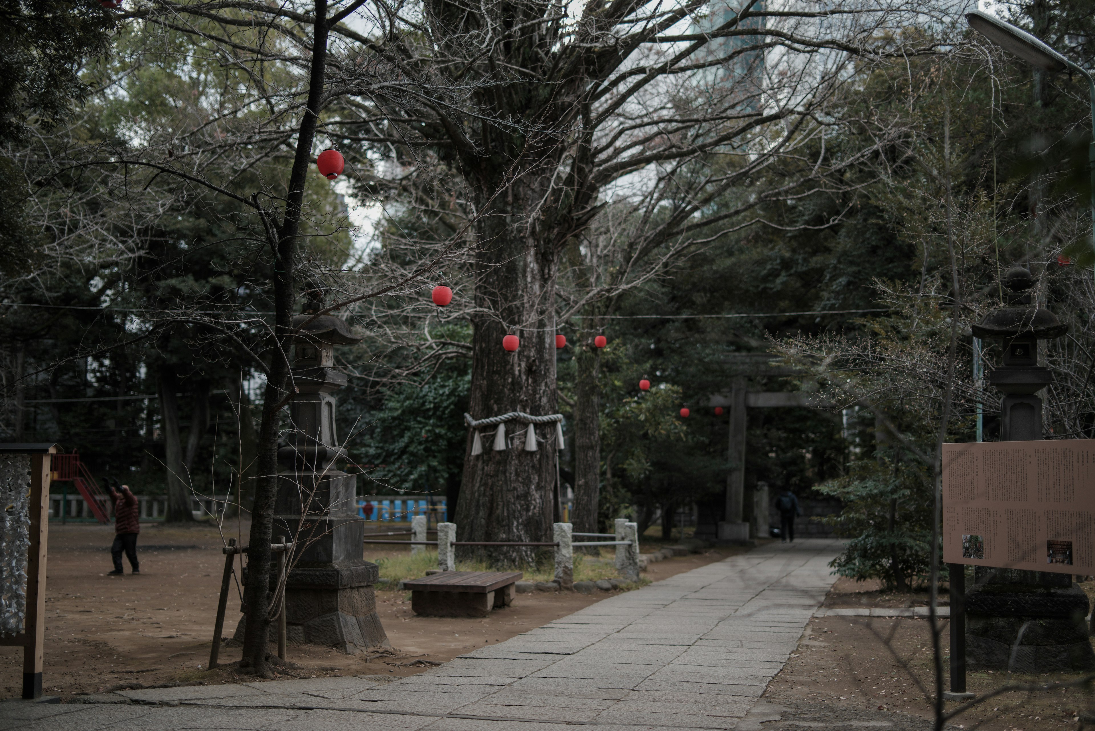 大きな木と赤い提灯が飾られた静かな道の風景