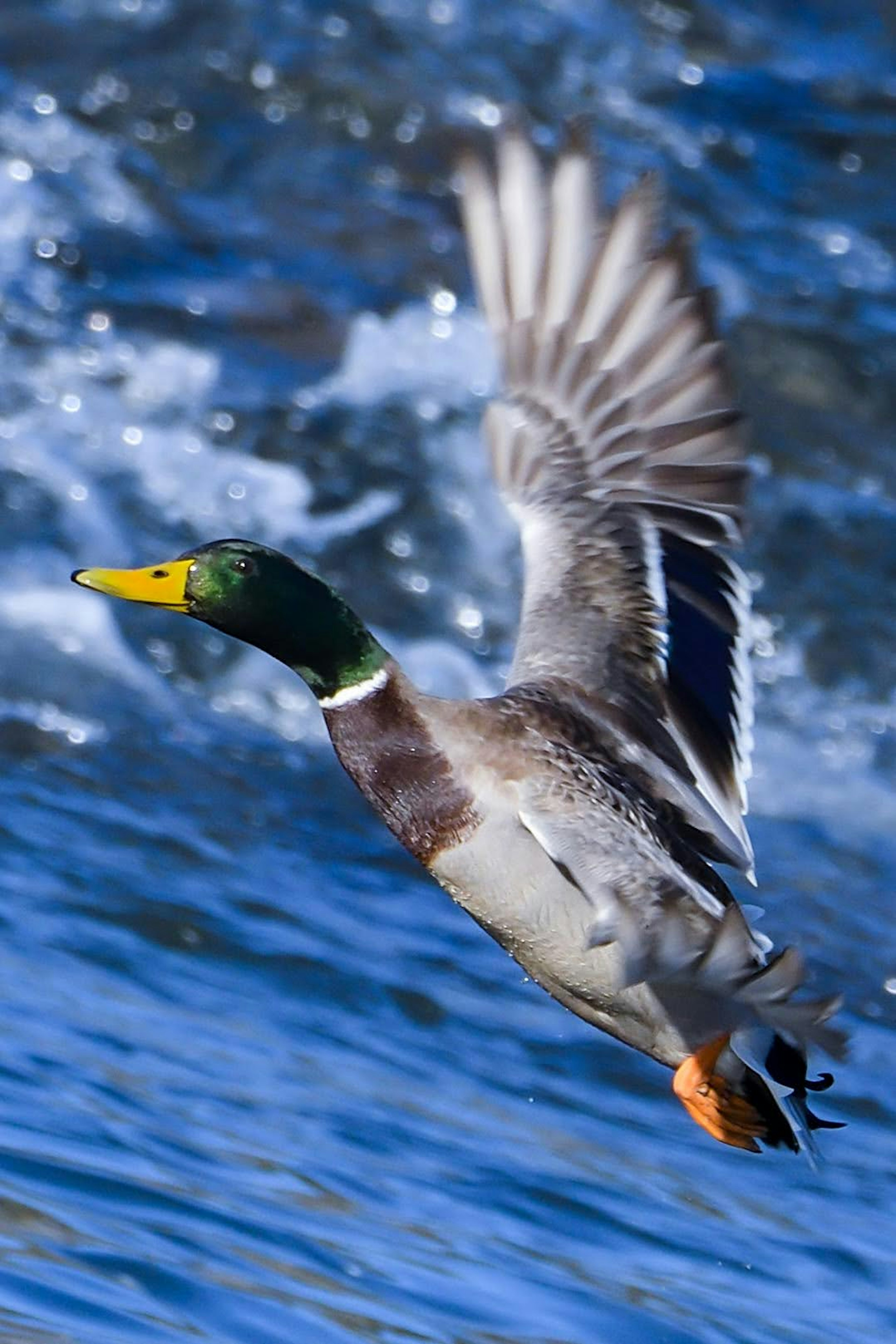 Un pato real en vuelo contra un fondo acuático vibrante