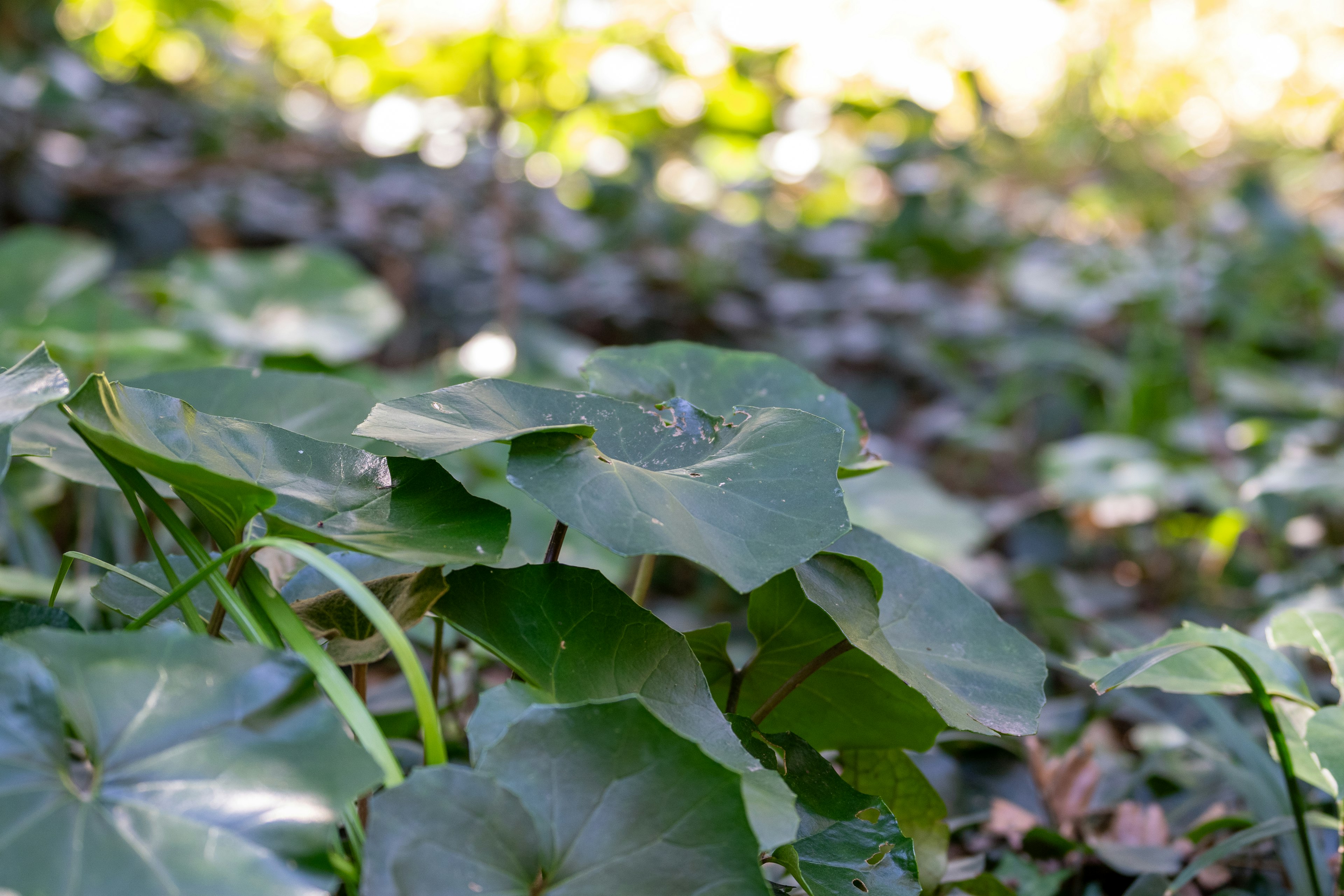 Feuilles vertes luxuriantes s'étendant sur le sol