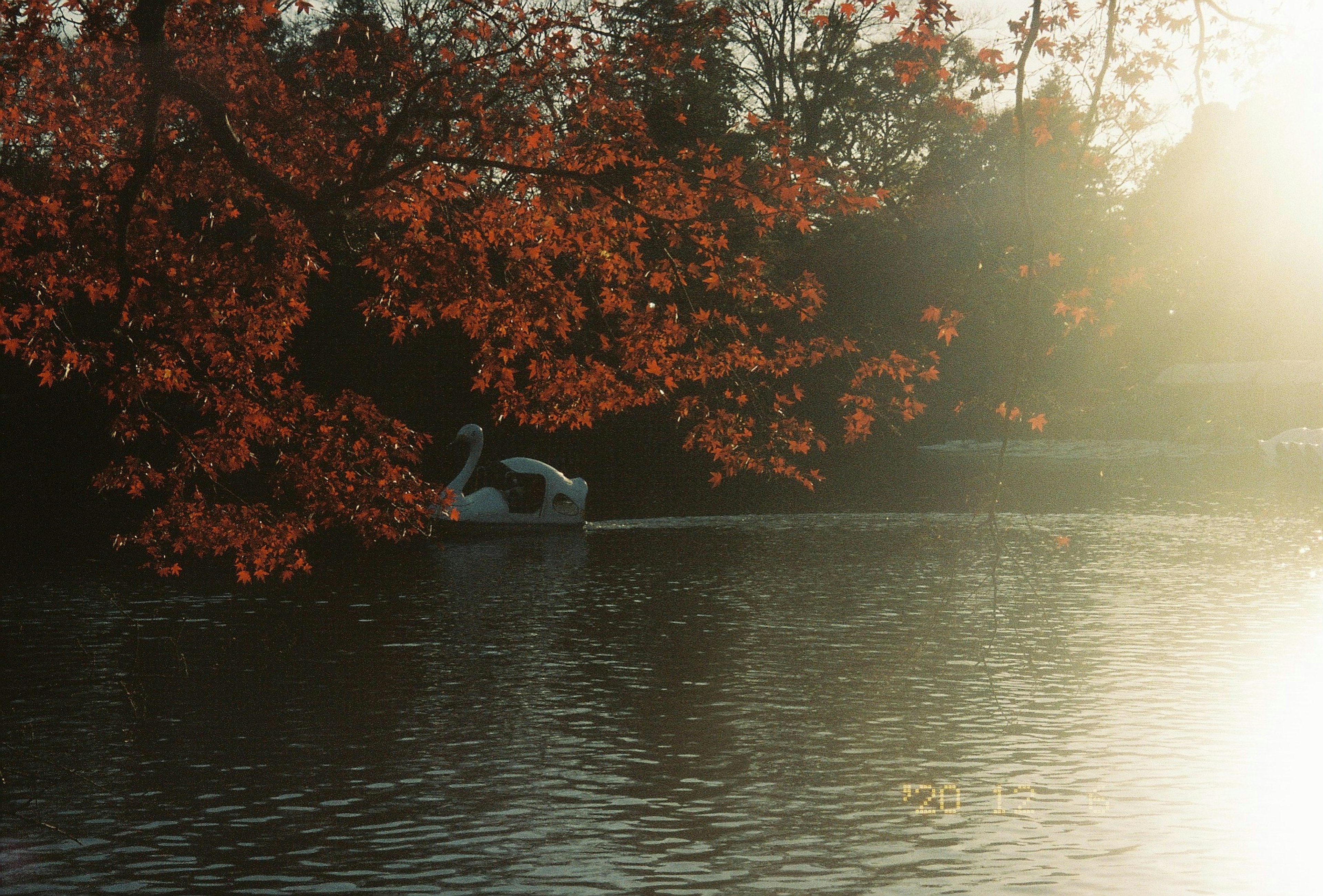 紅葉した木々と穏やかな水面に浮かぶ白鳥のボート