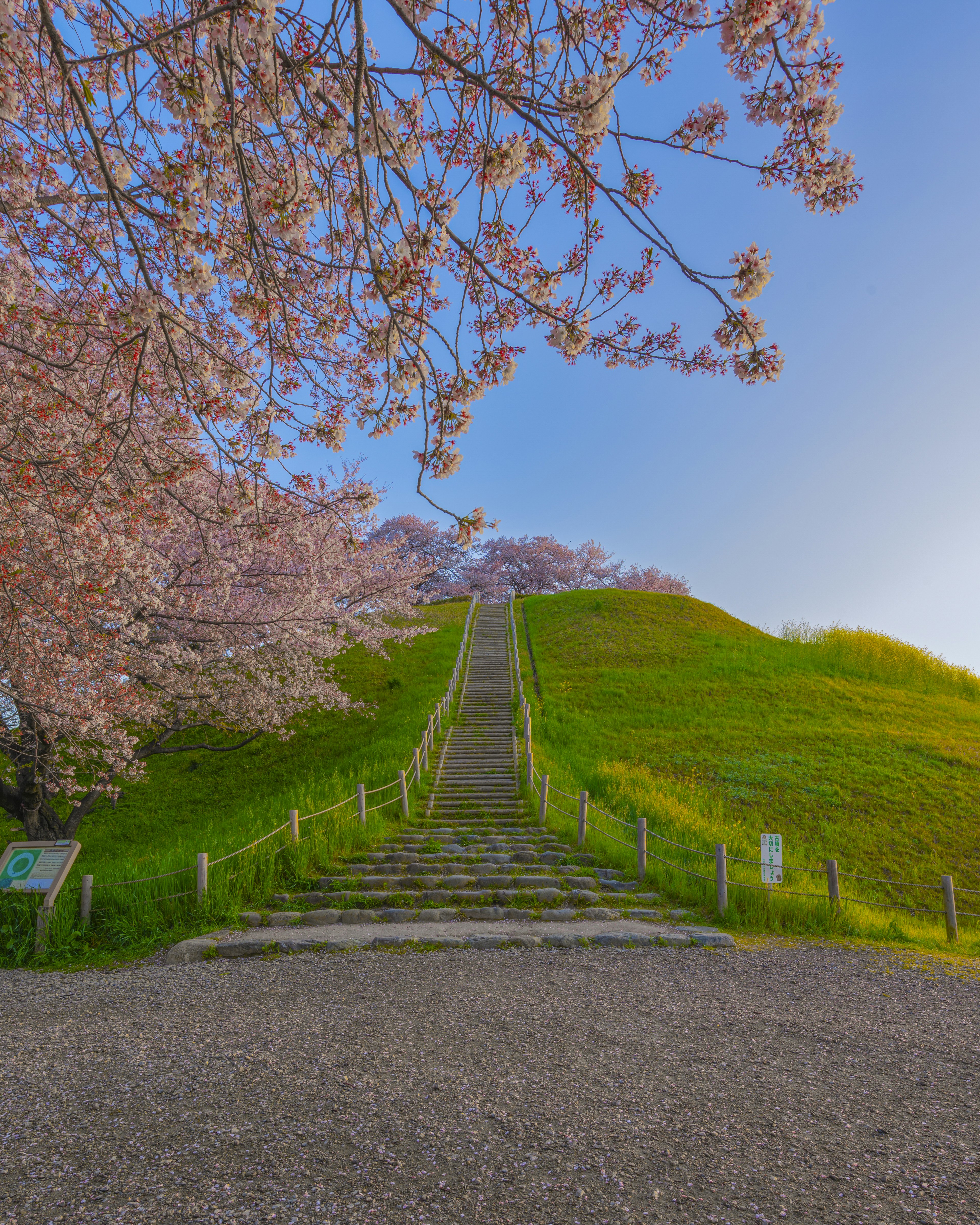 桜の木の下に続く階段と緑の丘