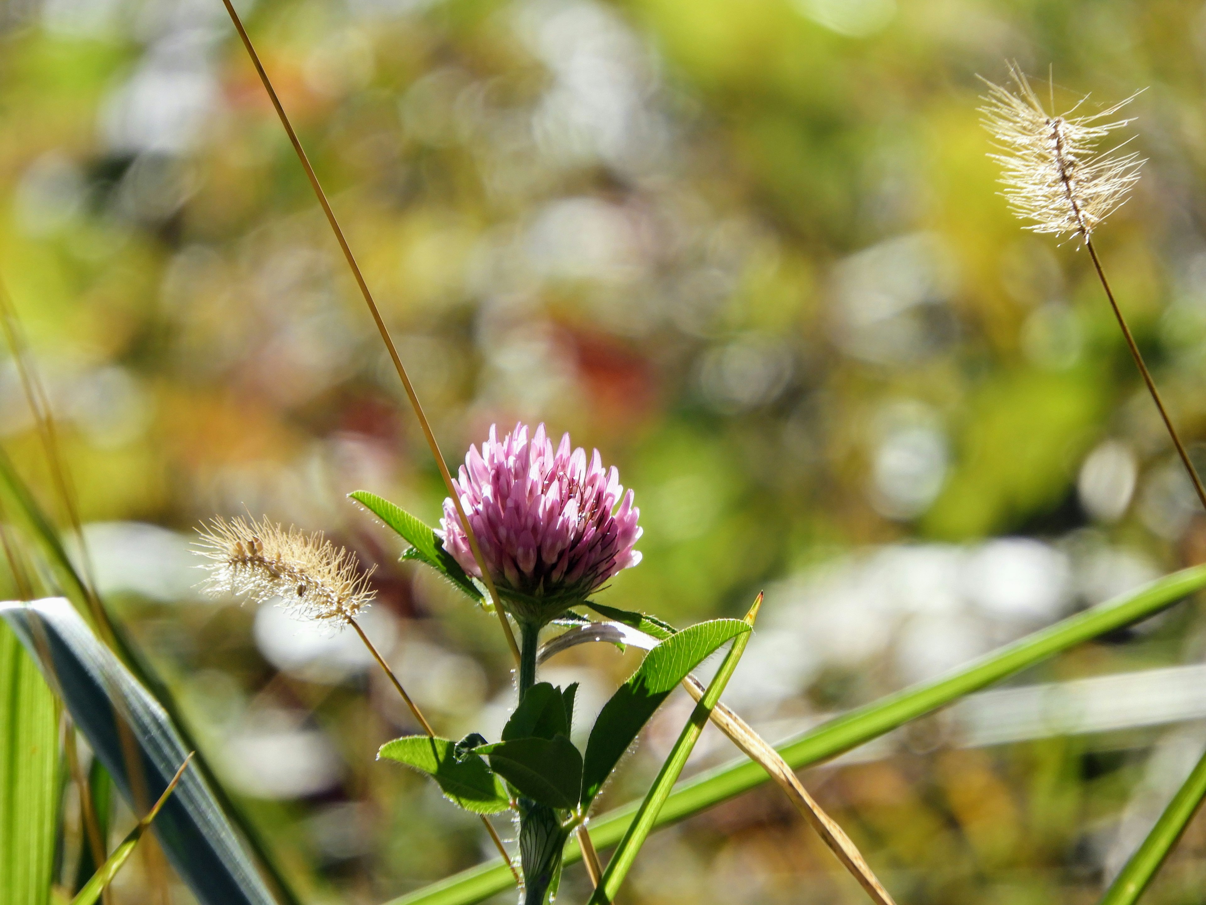 Une fleur de trèfle rose vif fleurissant au milieu de l'herbe verte