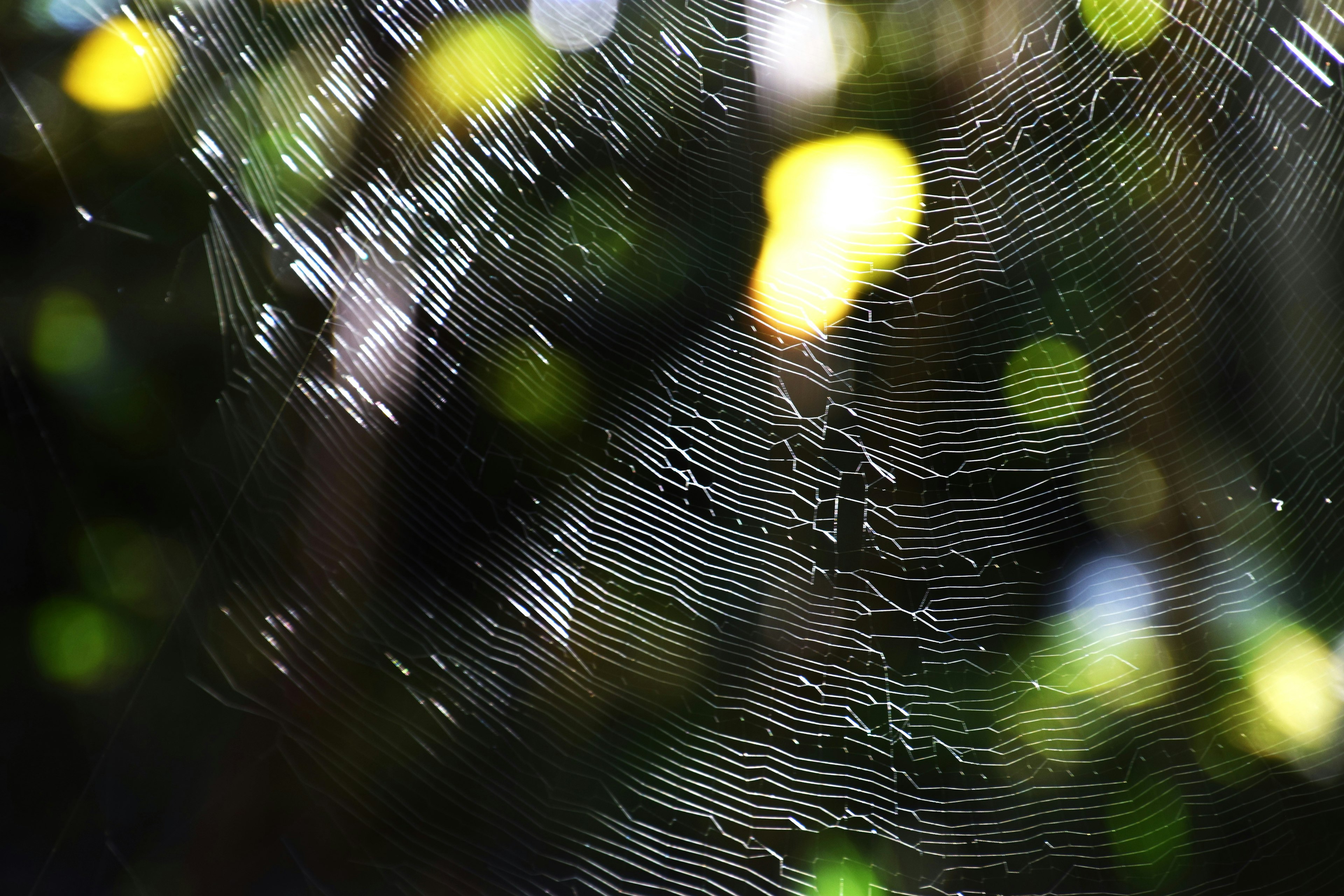 Close-up of a spider web with a blurred green background