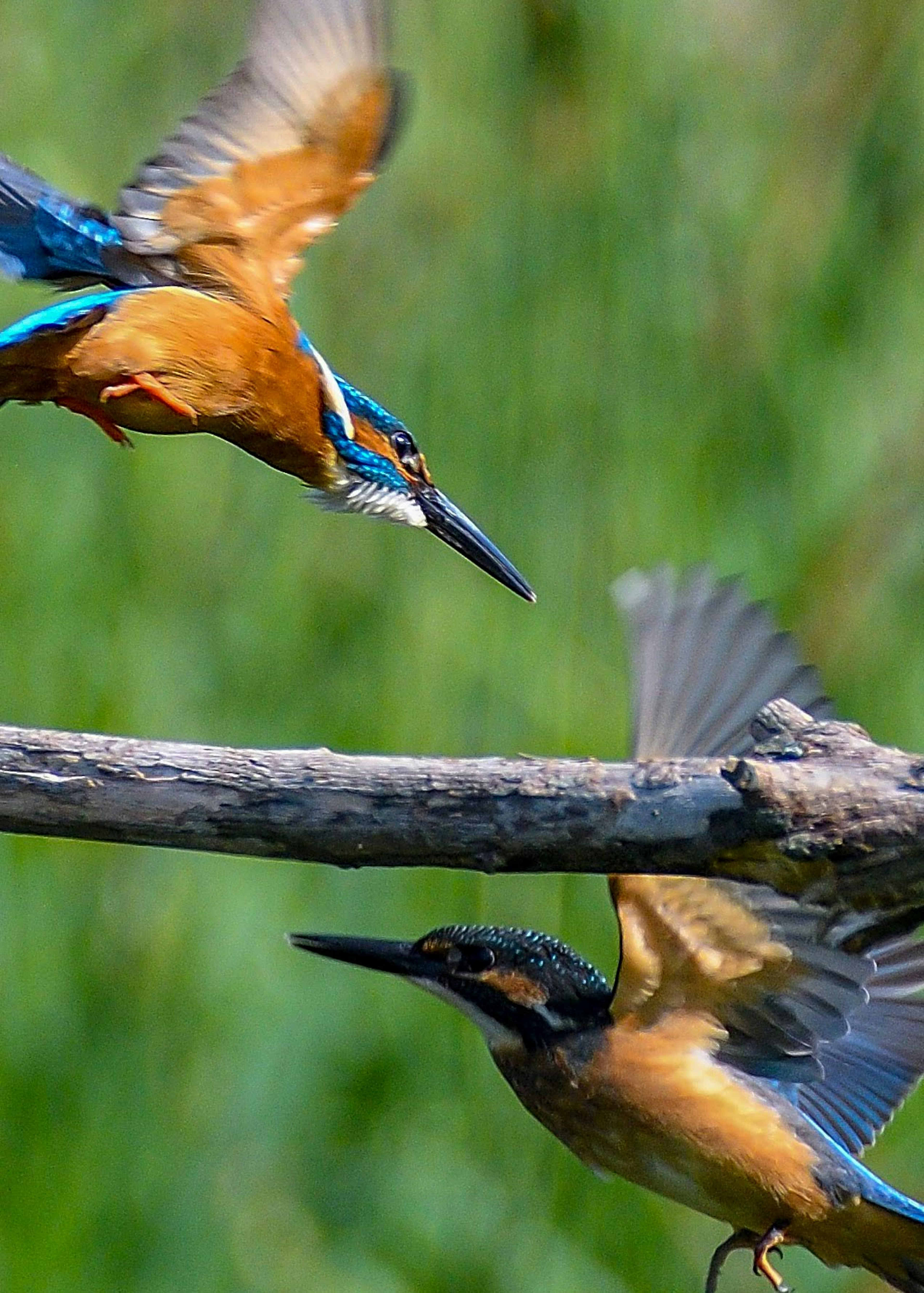 Dua burung kingfisher terbang di udara dengan bulu biru dan oranye