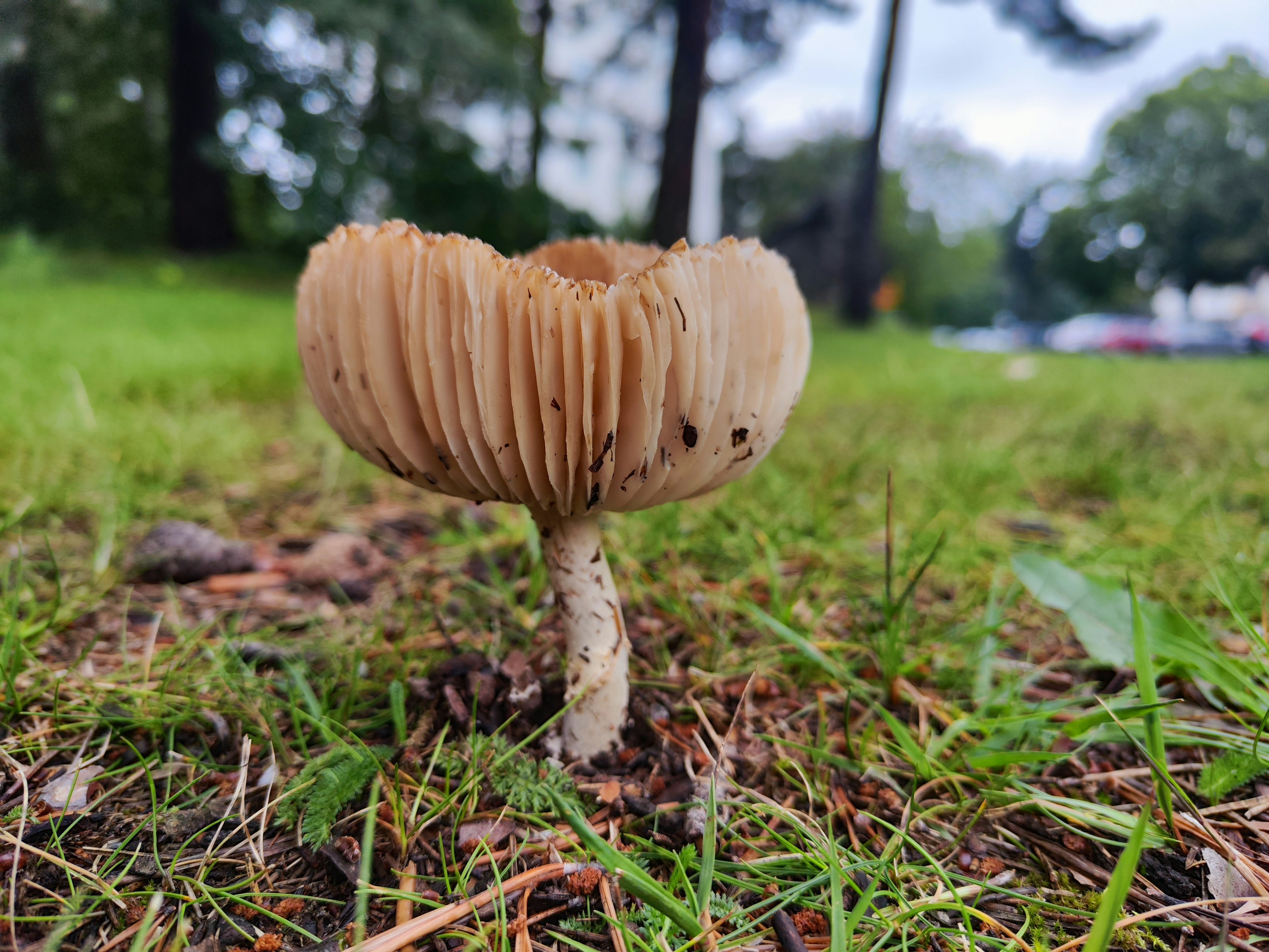 A large mushroom growing on the ground with green grass and trees in the background