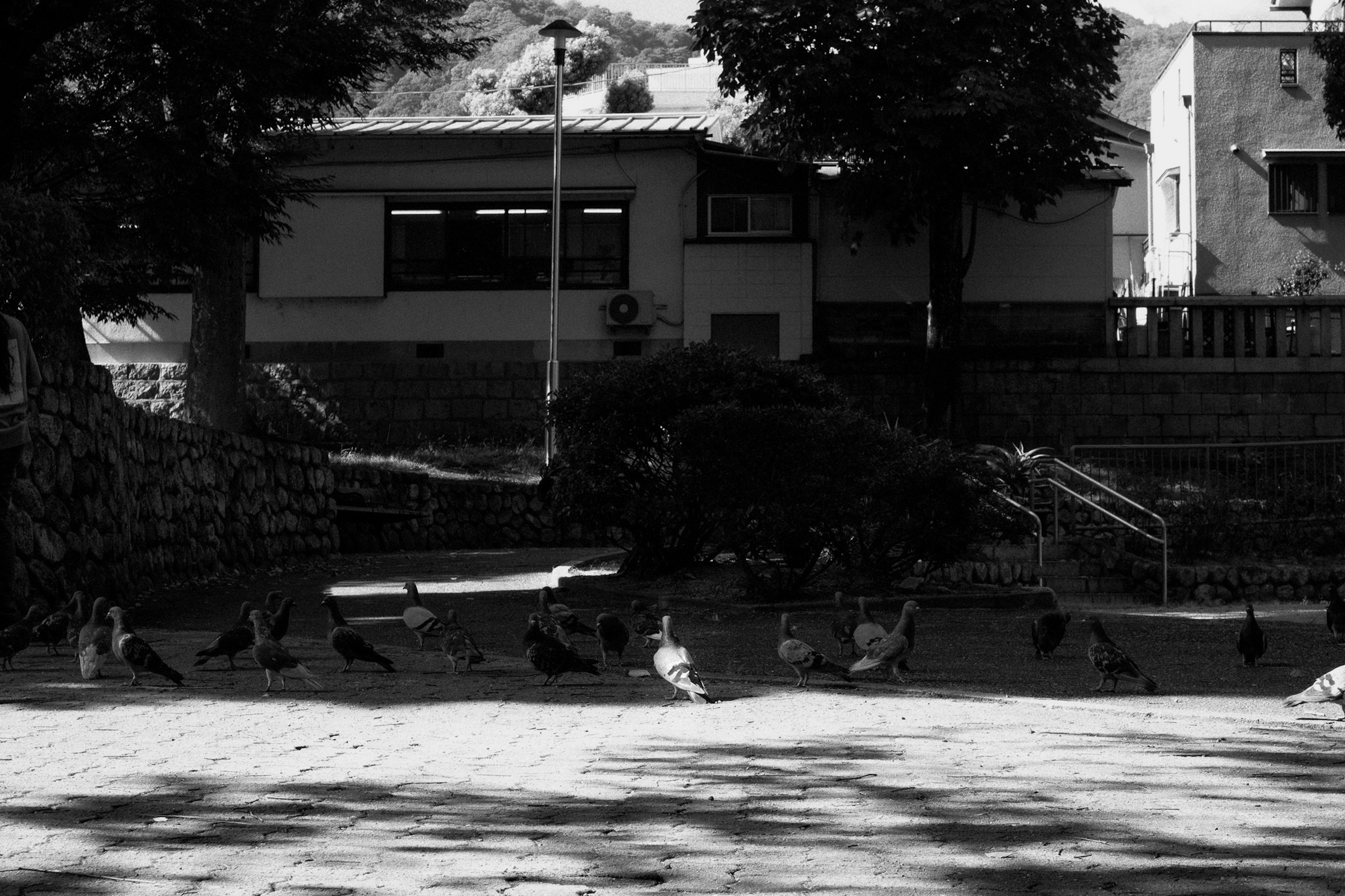 黒白の公園の中で集まっている鳩たちと背景にある建物