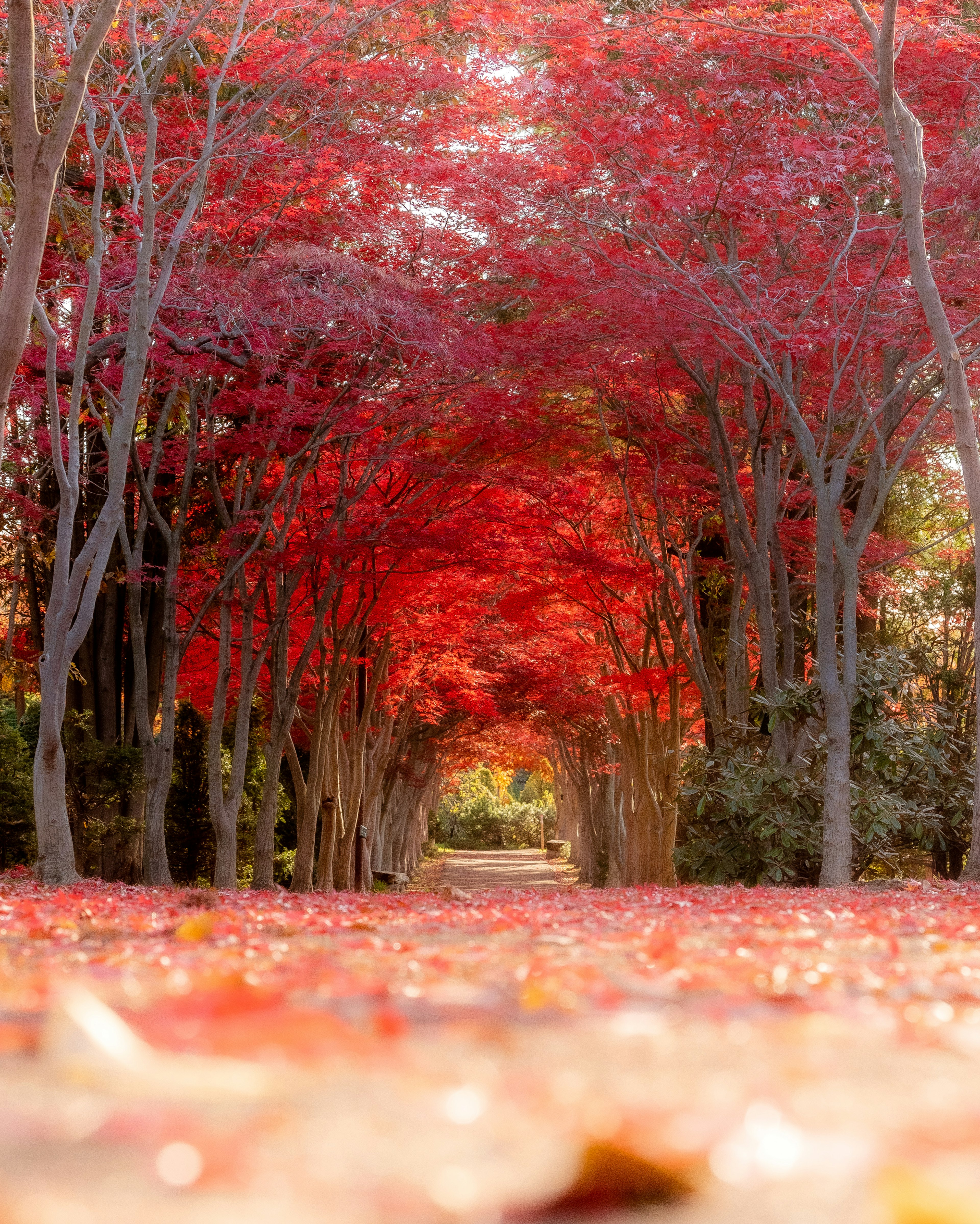 Belle scène d'un tunnel formé par des arbres aux feuilles d'automne rouges vives