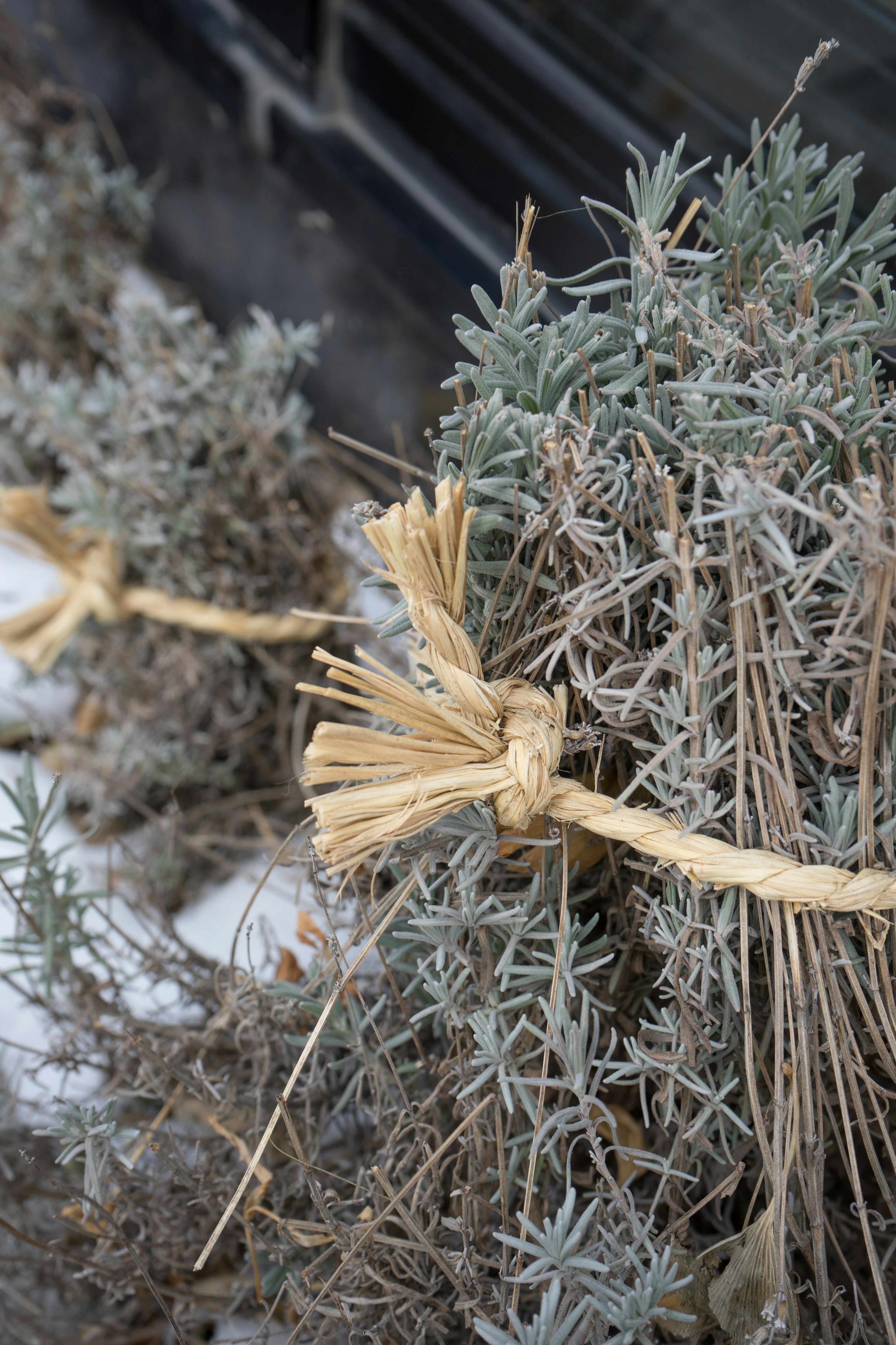 A bundle of dried lavender tied with straw rope