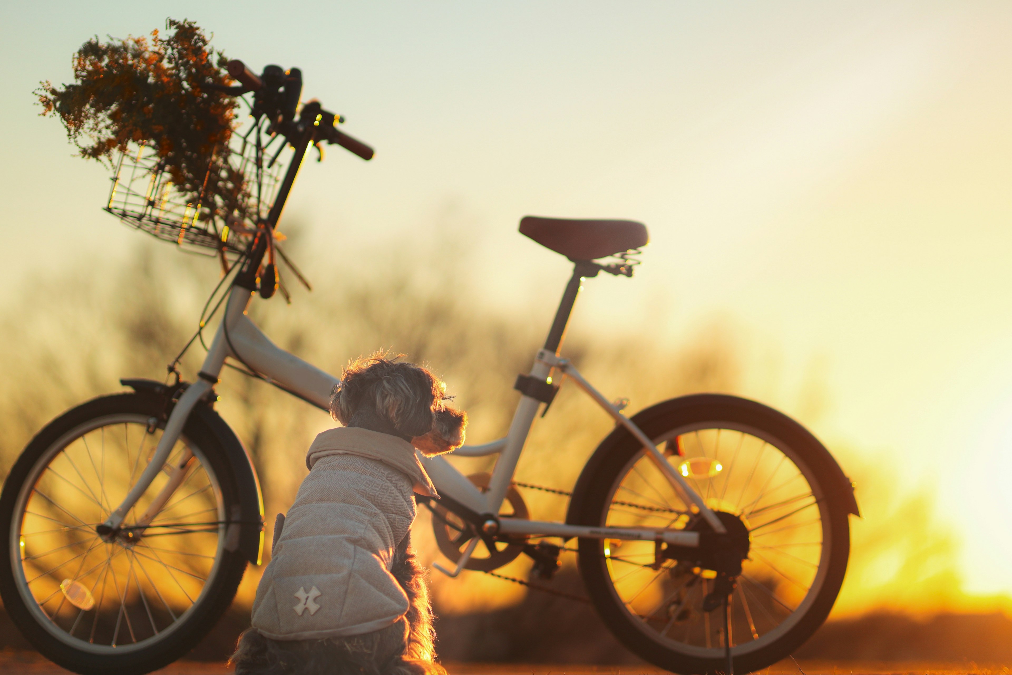 Ein Kind spielt neben einem Fahrrad mit Blumen im Korb bei Sonnenuntergang