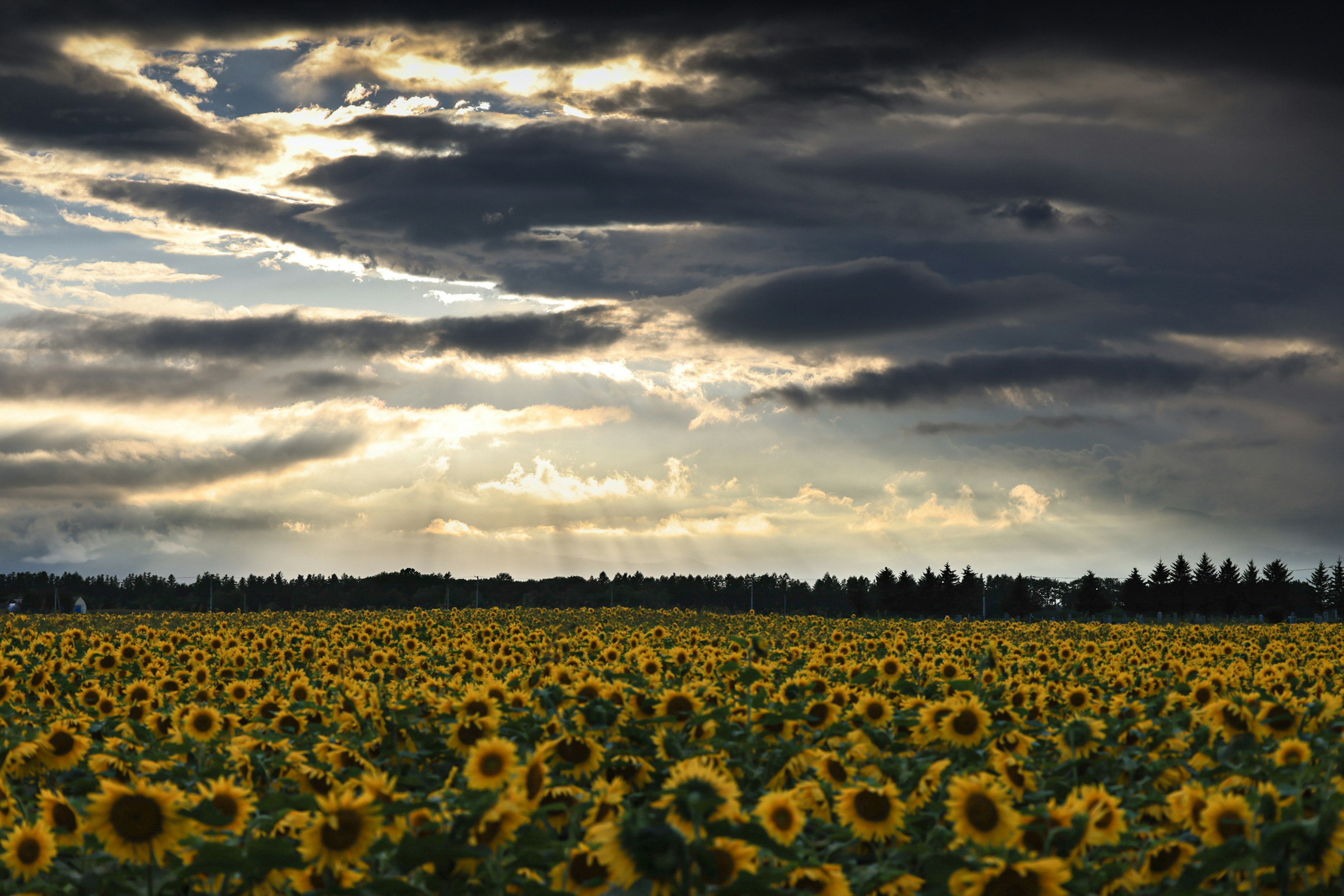 Campo di girasoli sotto un cielo nuvoloso drammatico