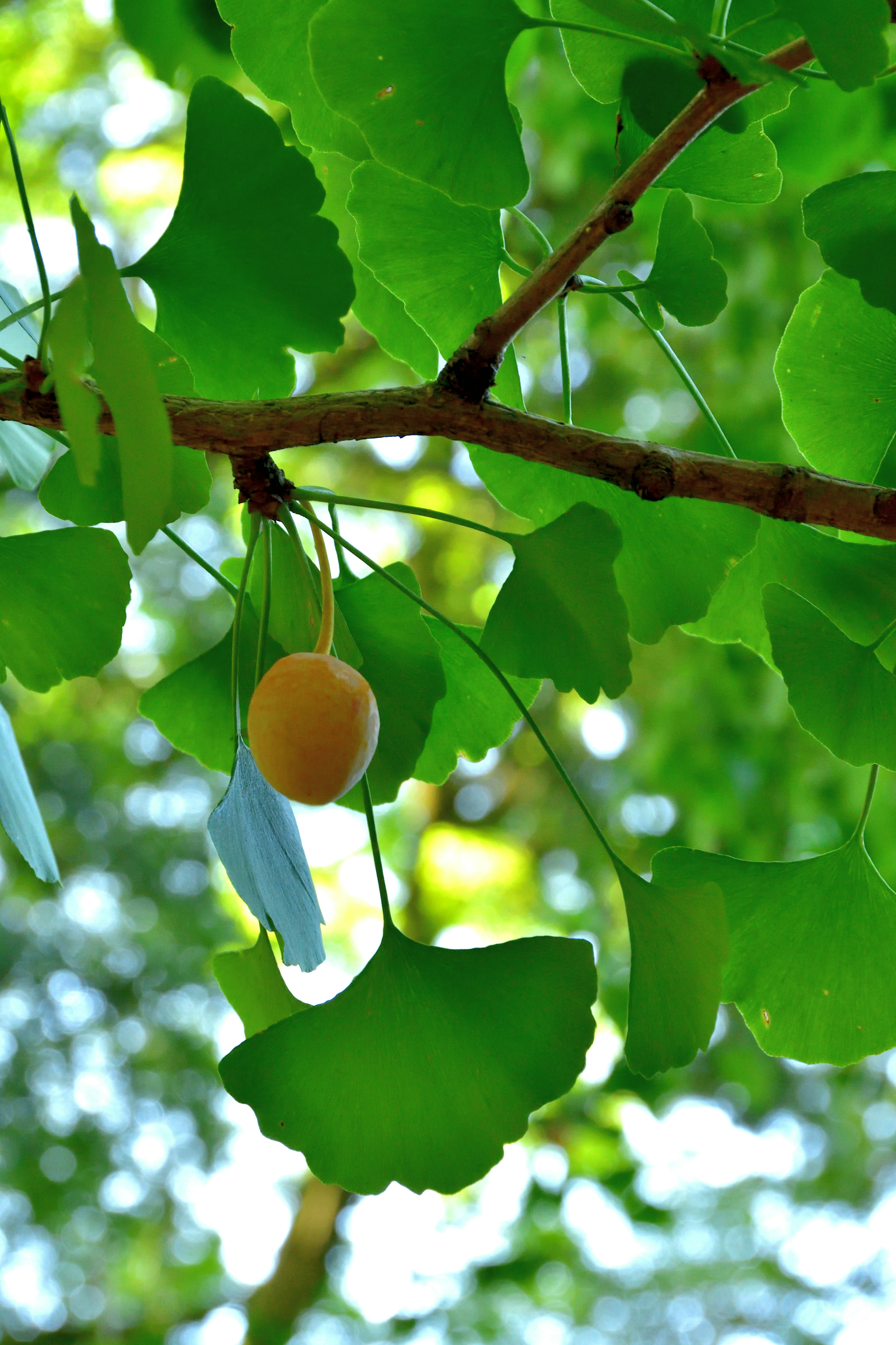 Ginkgo fruit hanging among green leaves