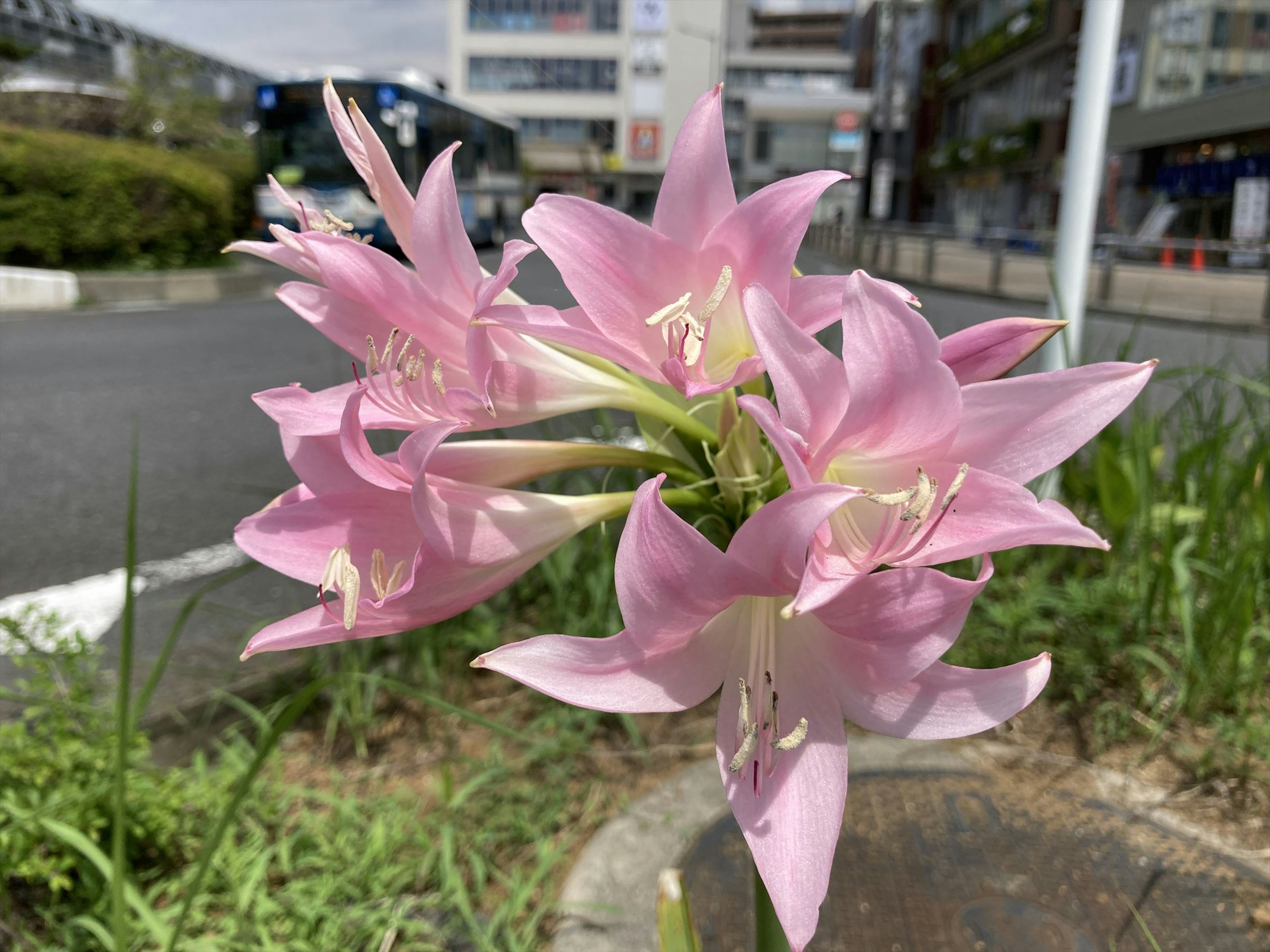 ピンクの花が咲いている道路の近くの風景