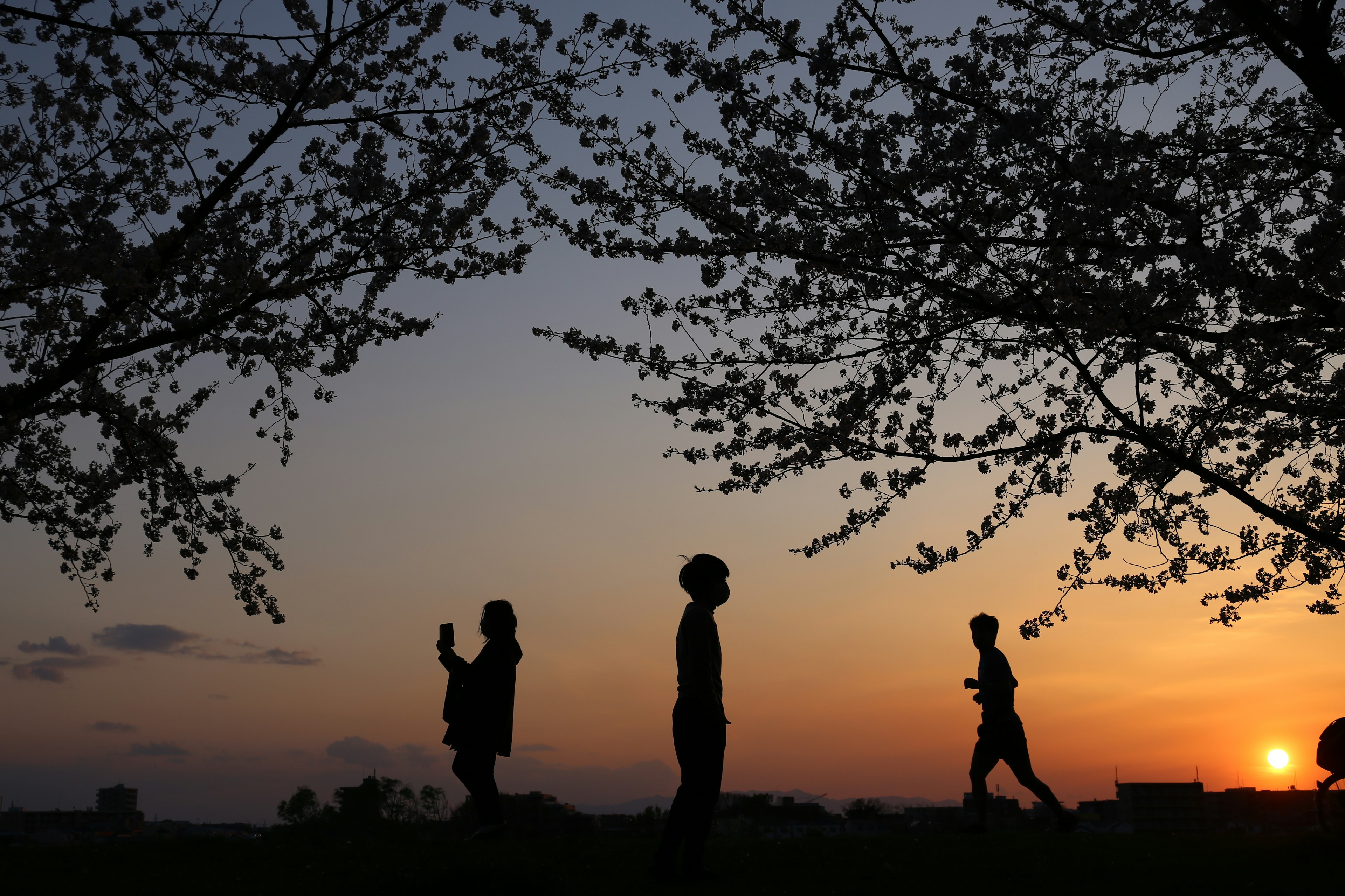 Silhouette di persone che camminano contro un tramonto con alberi di ciliegio