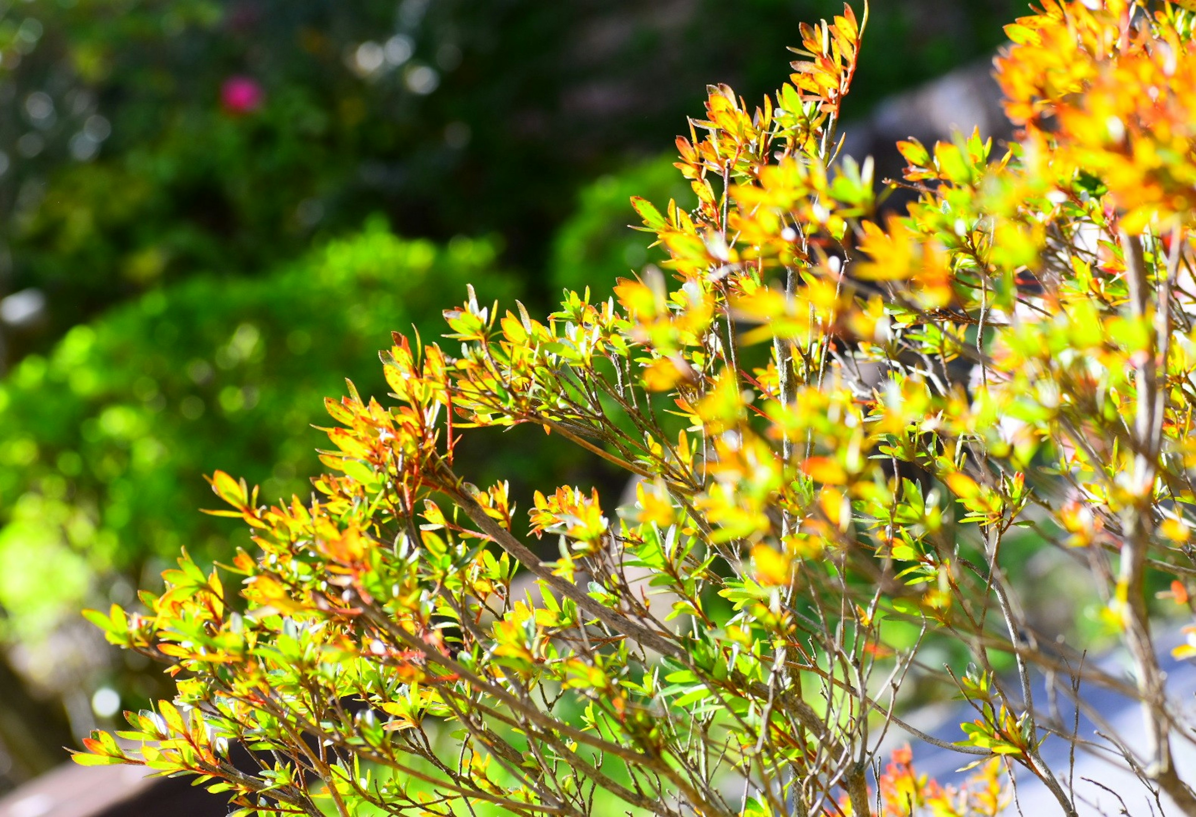 Gros plan d'une plante avec des fleurs jaunes vives