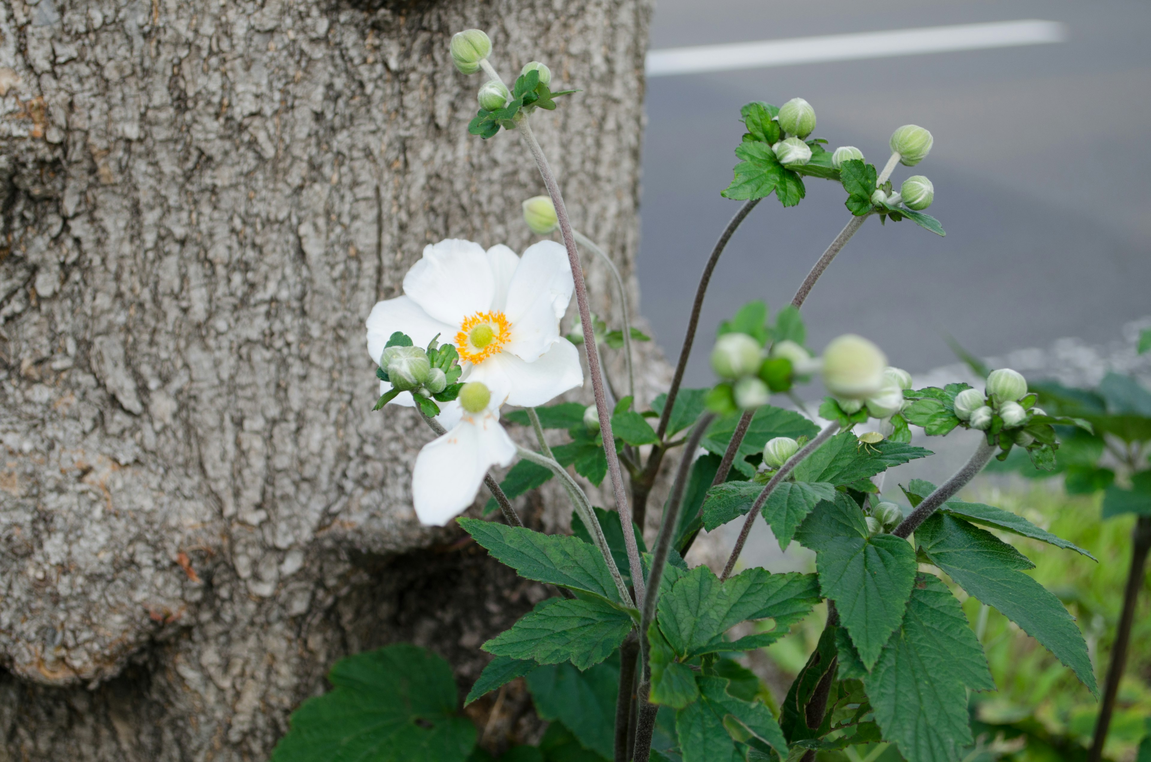 白い花とつぼみがある植物と木の幹