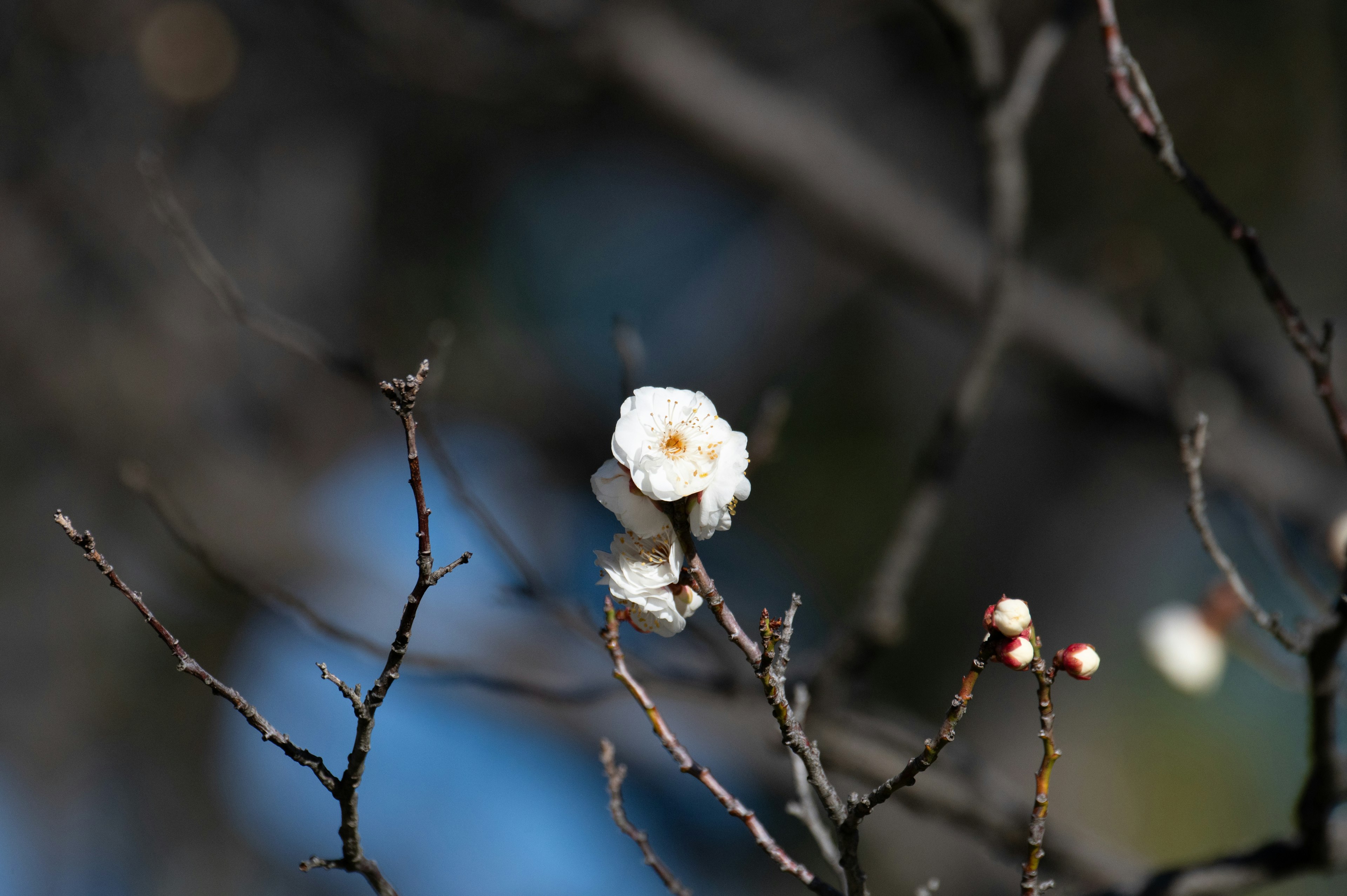 Gros plan sur une branche avec des fleurs blanches sur fond de ciel bleu