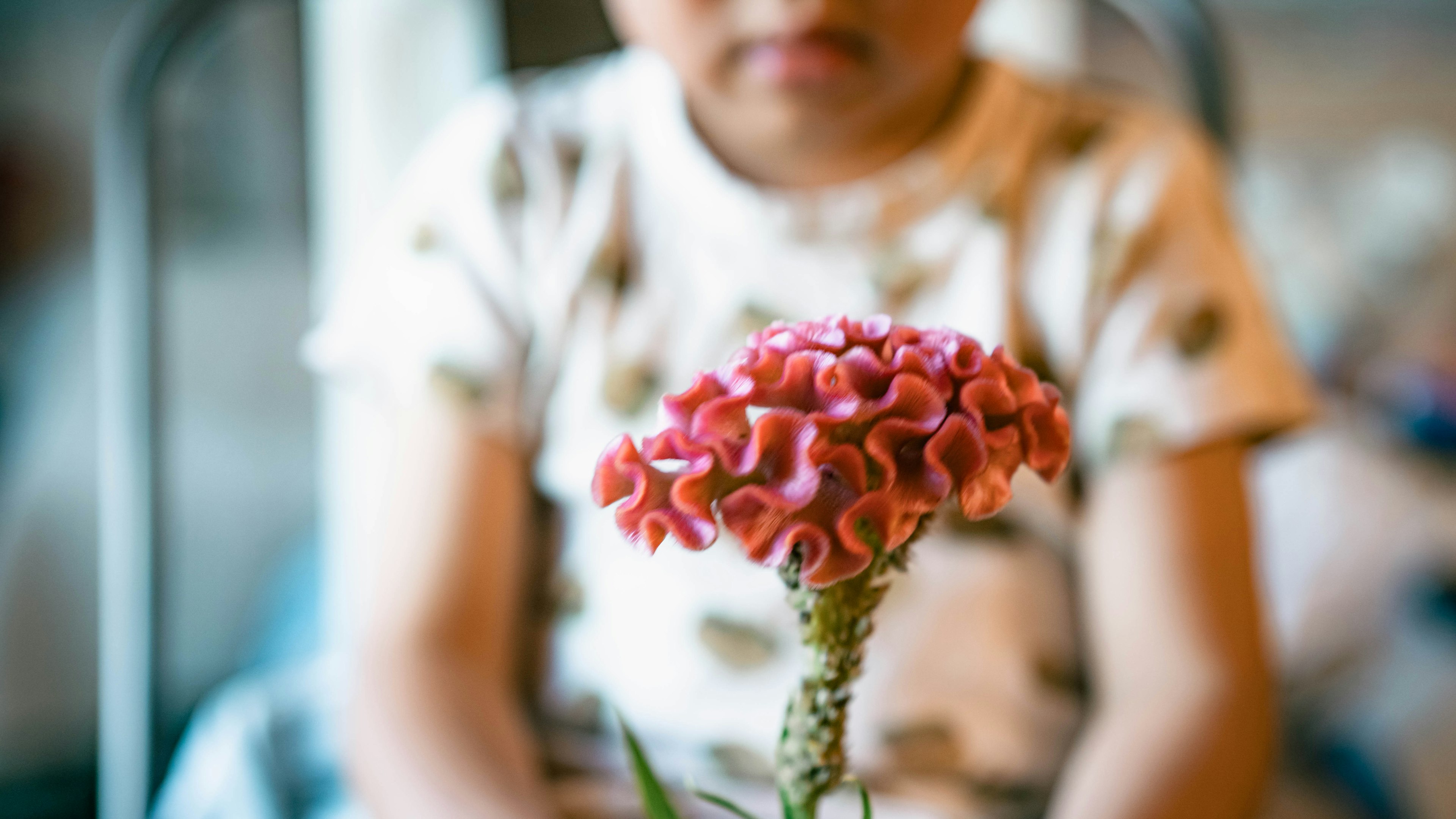 子供が手に持つピンクの花と背景のぼかし