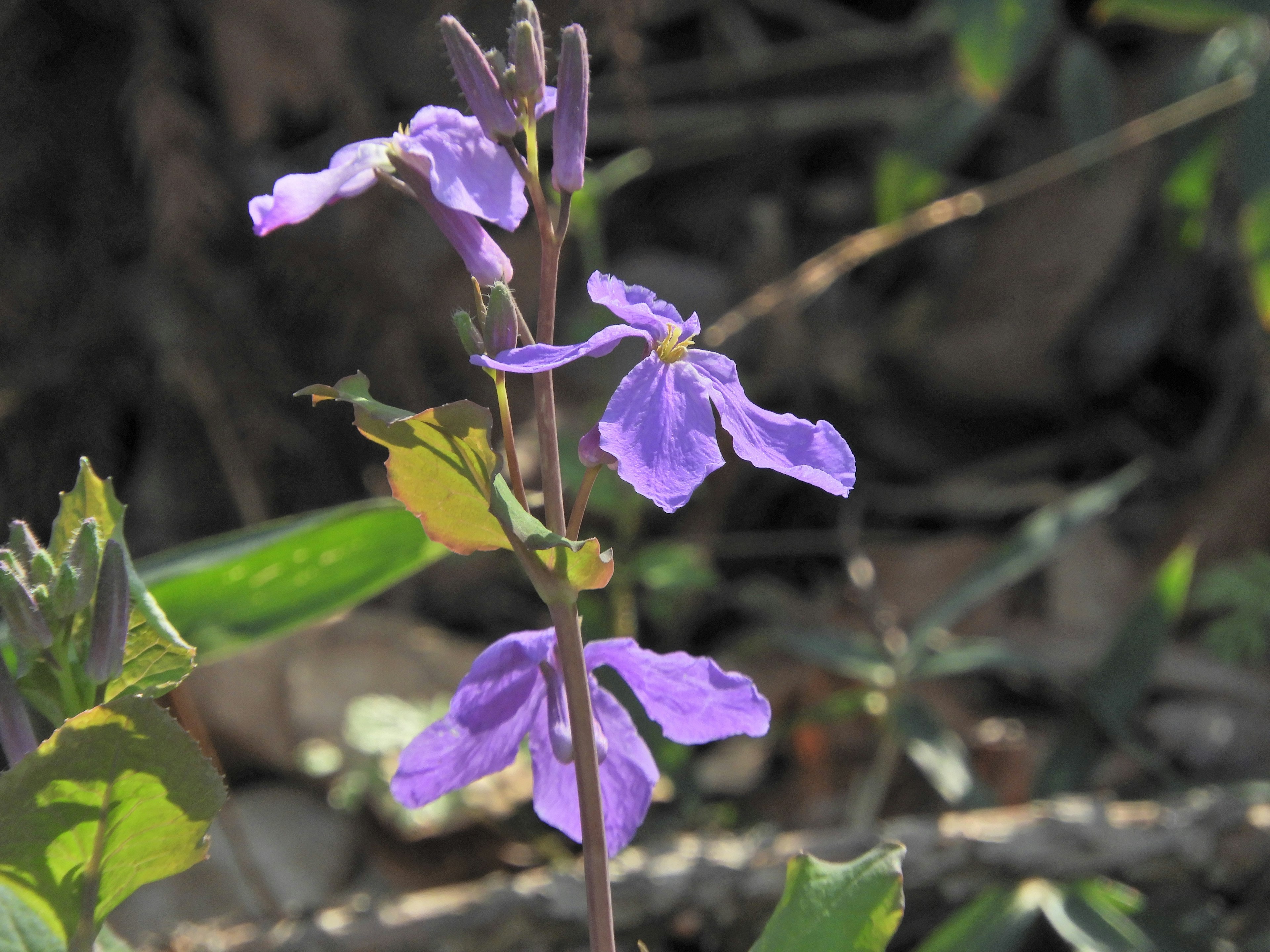 Close-up of a purple flower with green leaves in a natural setting