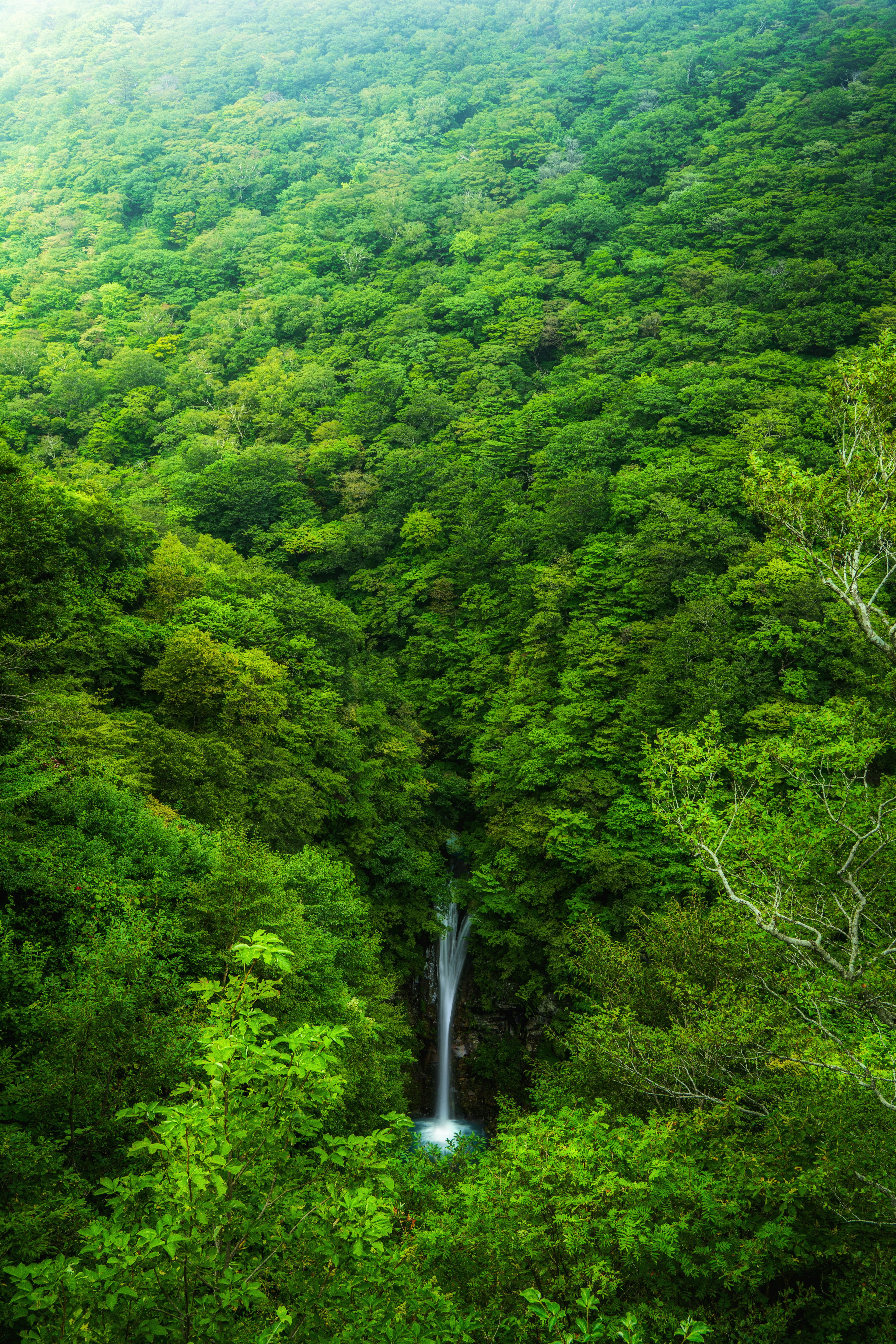 Sebuah air terjun mengalir melalui hutan hijau yang rimbun