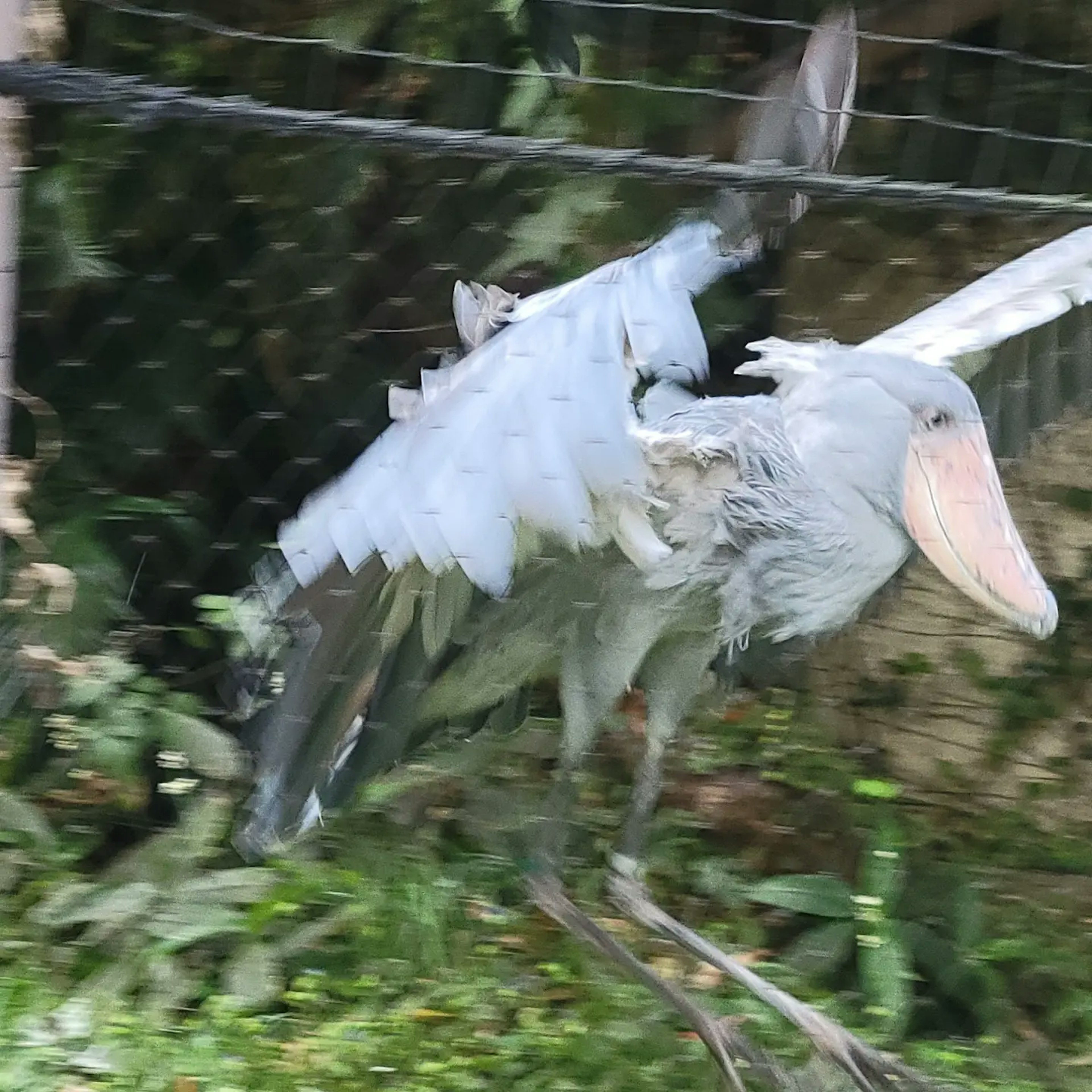 動いているヒョウモンガモの画像 緑の背景に白い羽と大きなくちばし