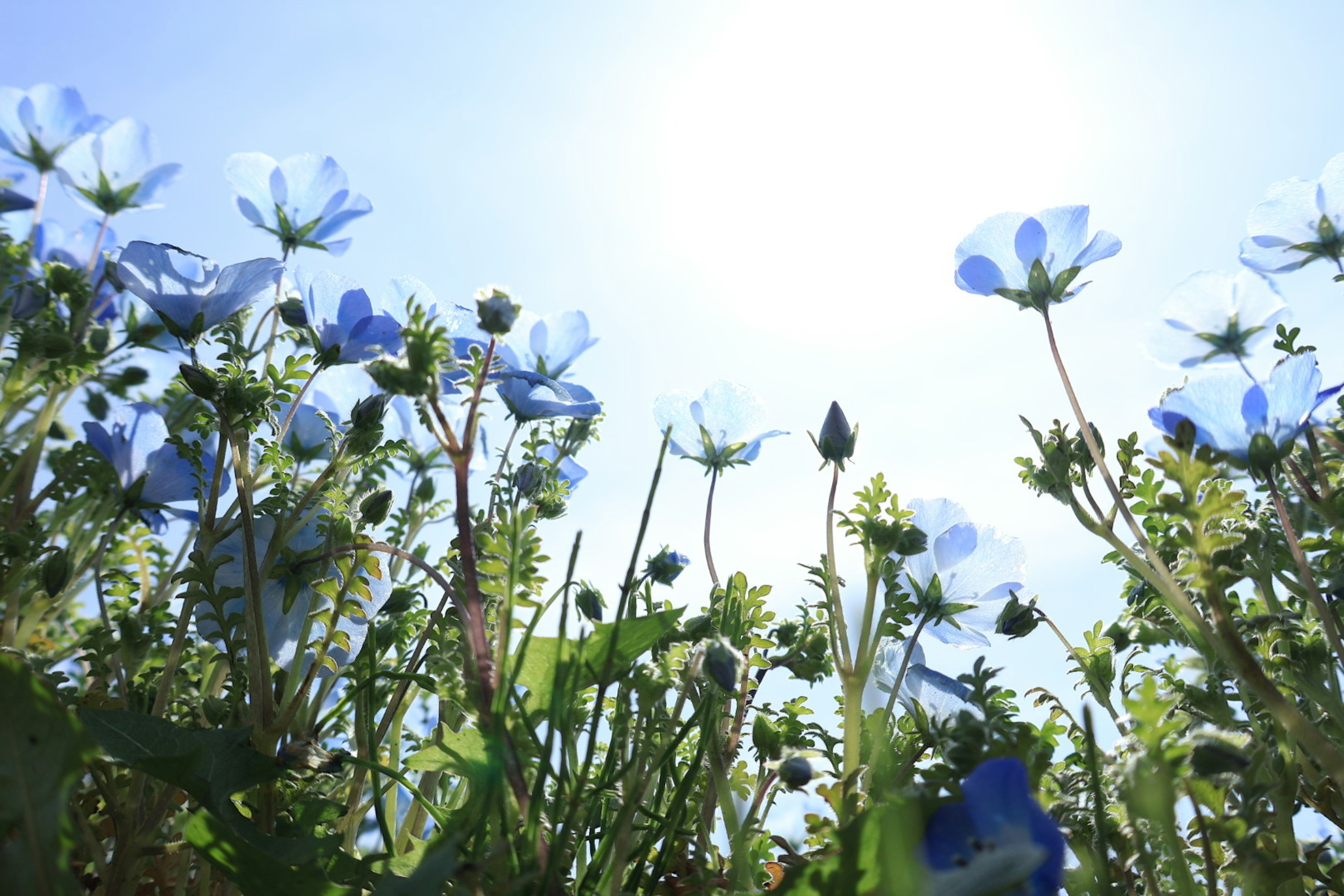 Blick auf ein Feld blauer Blumen von unten Sonnenlicht scheint hindurch