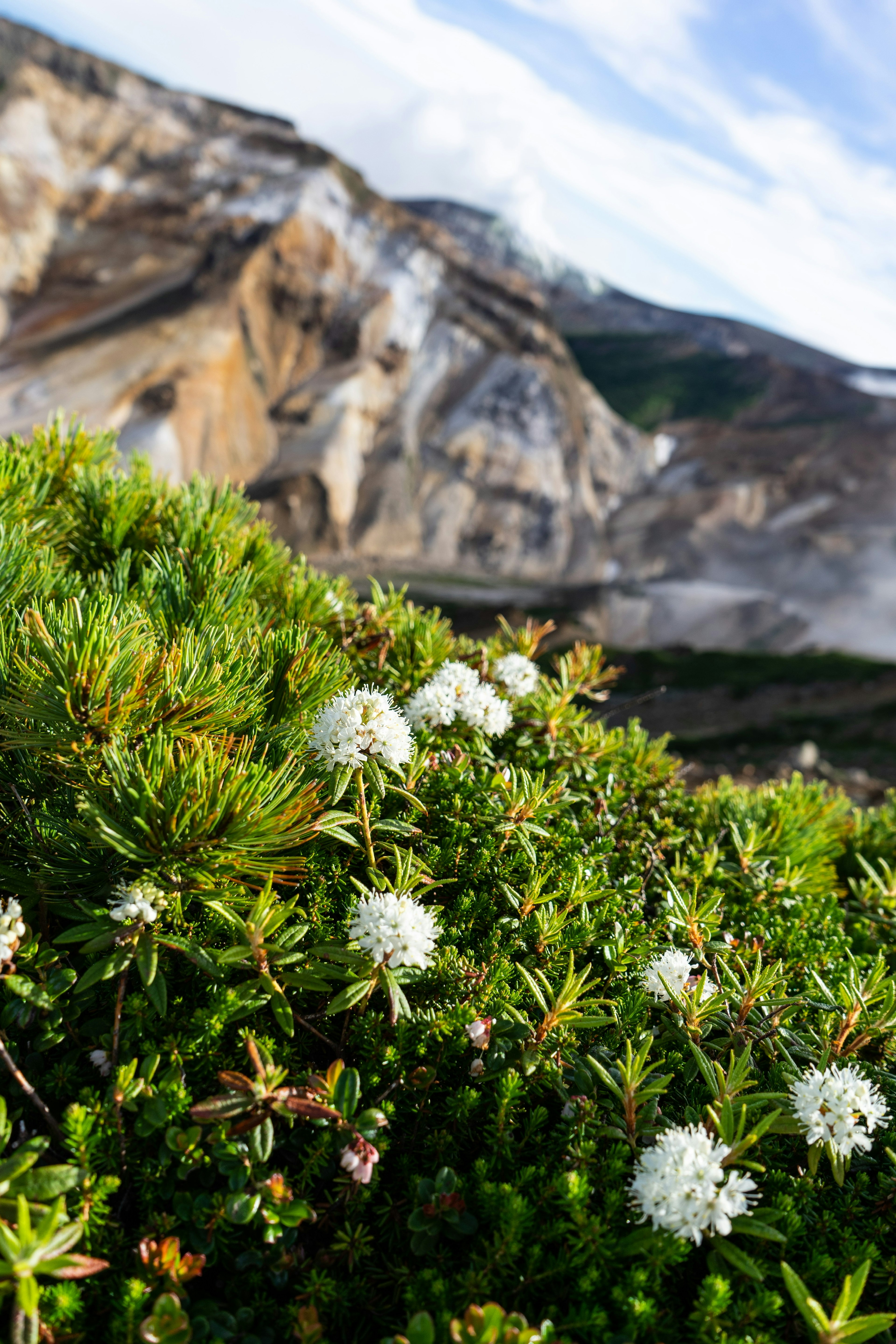 Plantes vertes avec des fleurs blanches devant un paysage montagneux