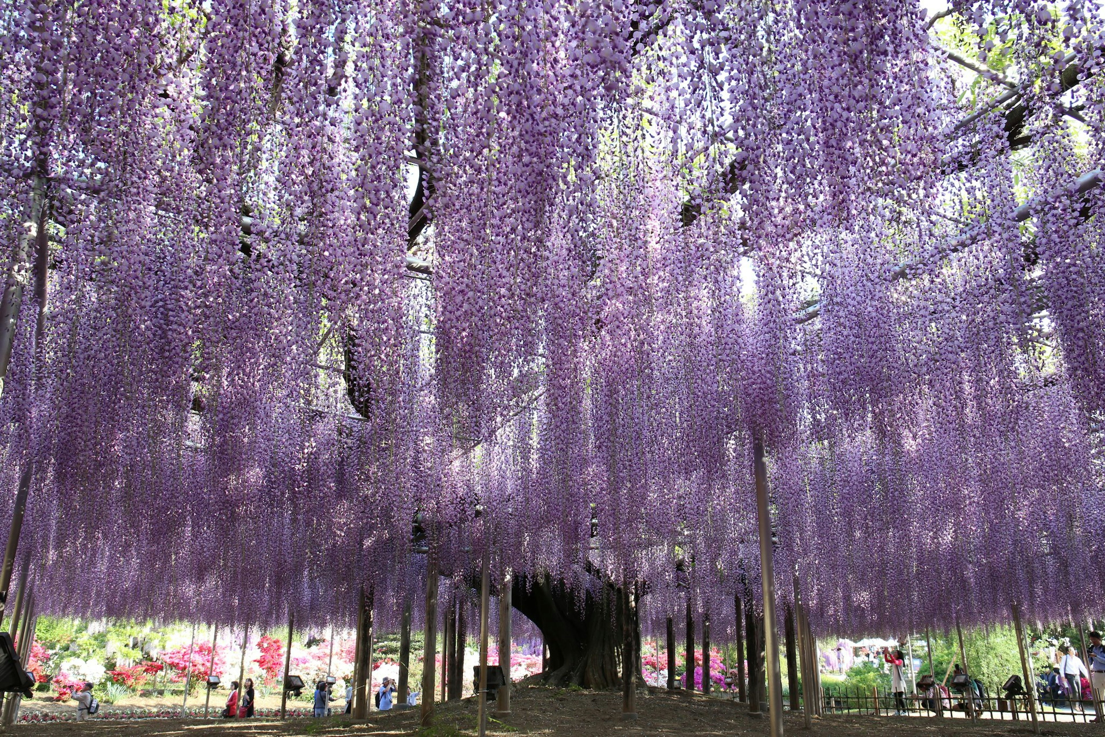 Hermosa vista de flores de glicina moradas en cascada