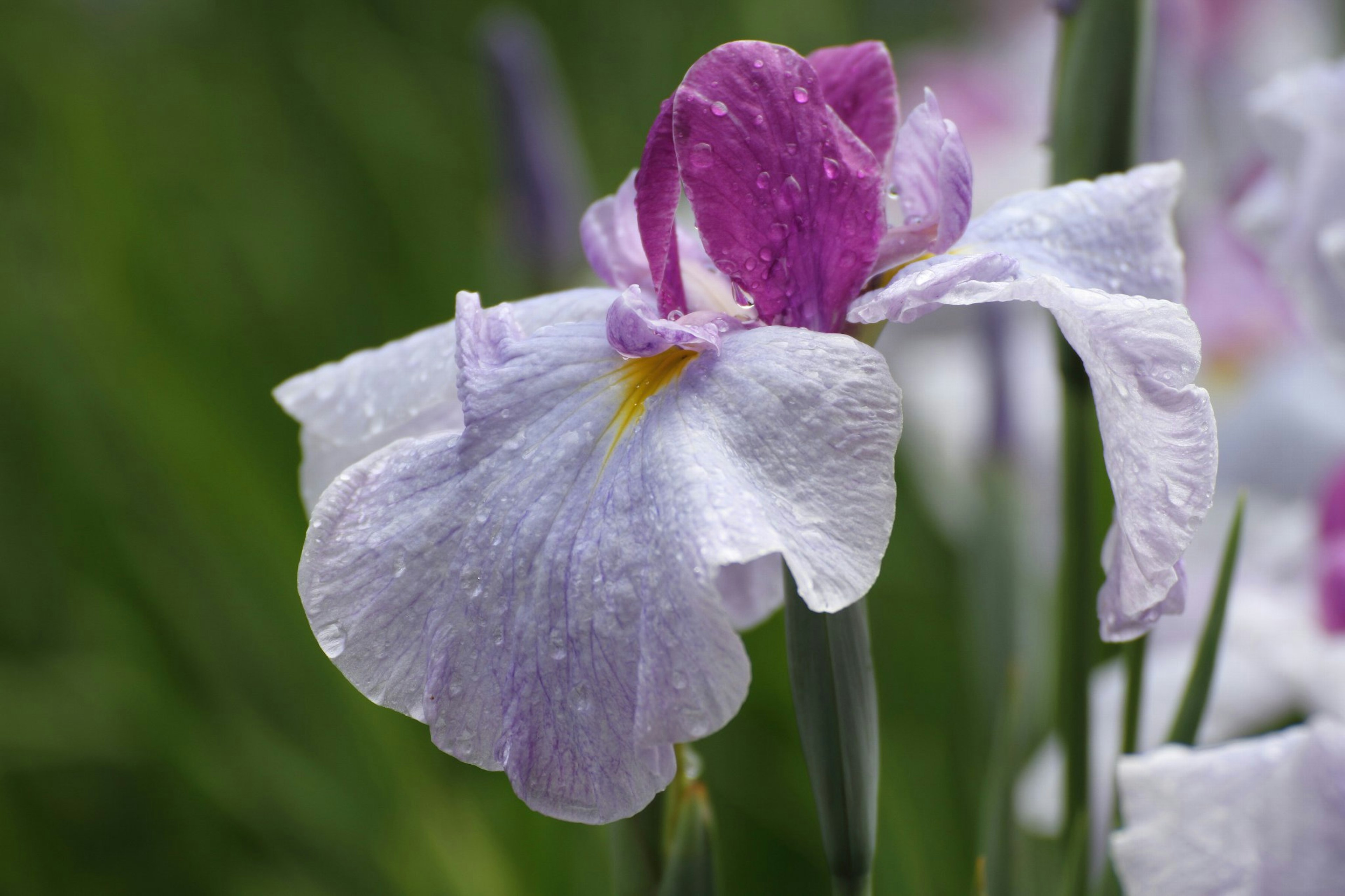 Schöne Irisblume mit lila Blütenblättern, die mit Regentropfen bedeckt sind