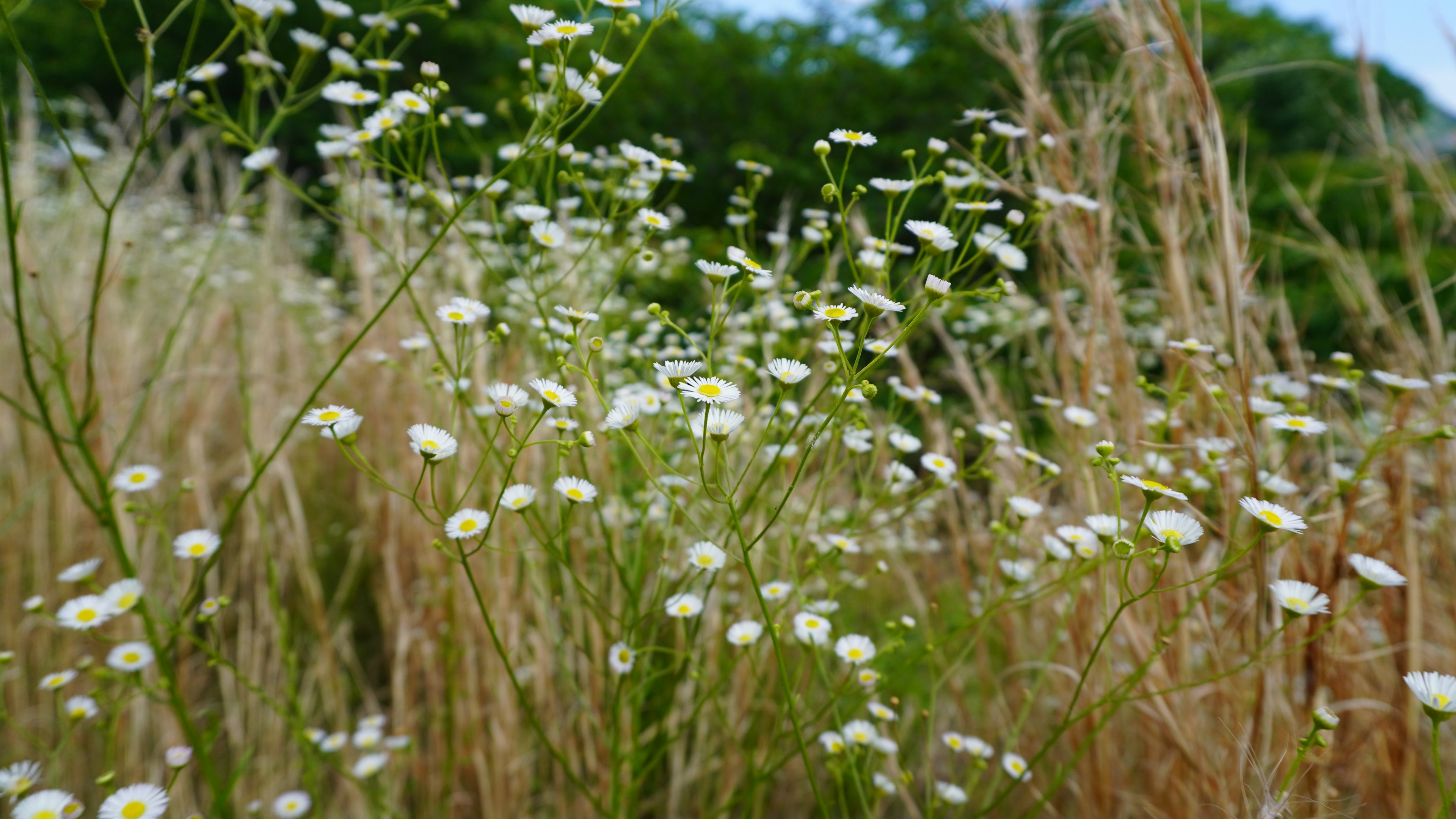 Natural scene with white flowers and dried grass