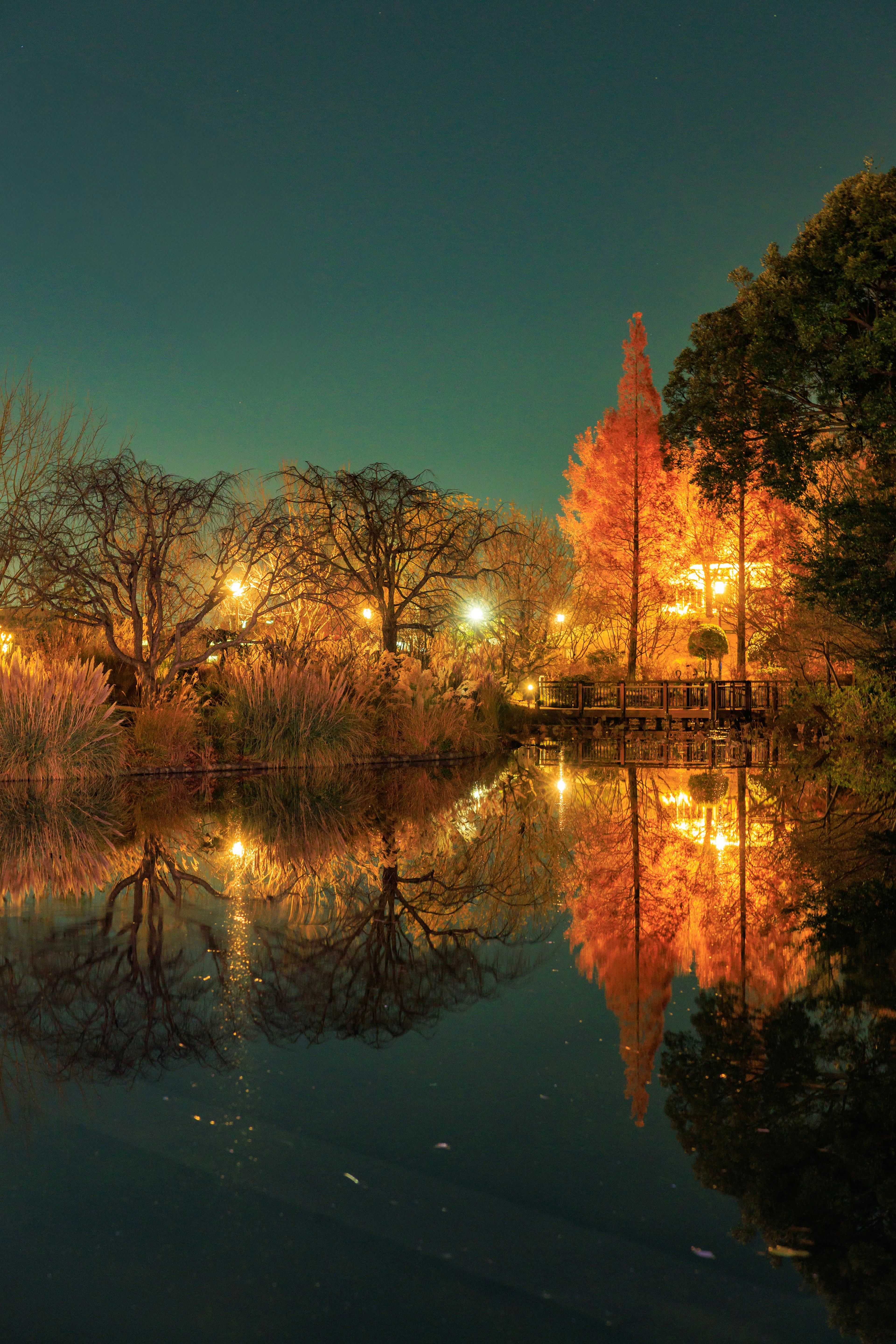 美麗的夜景，亮橙色的樹木與水面倒影