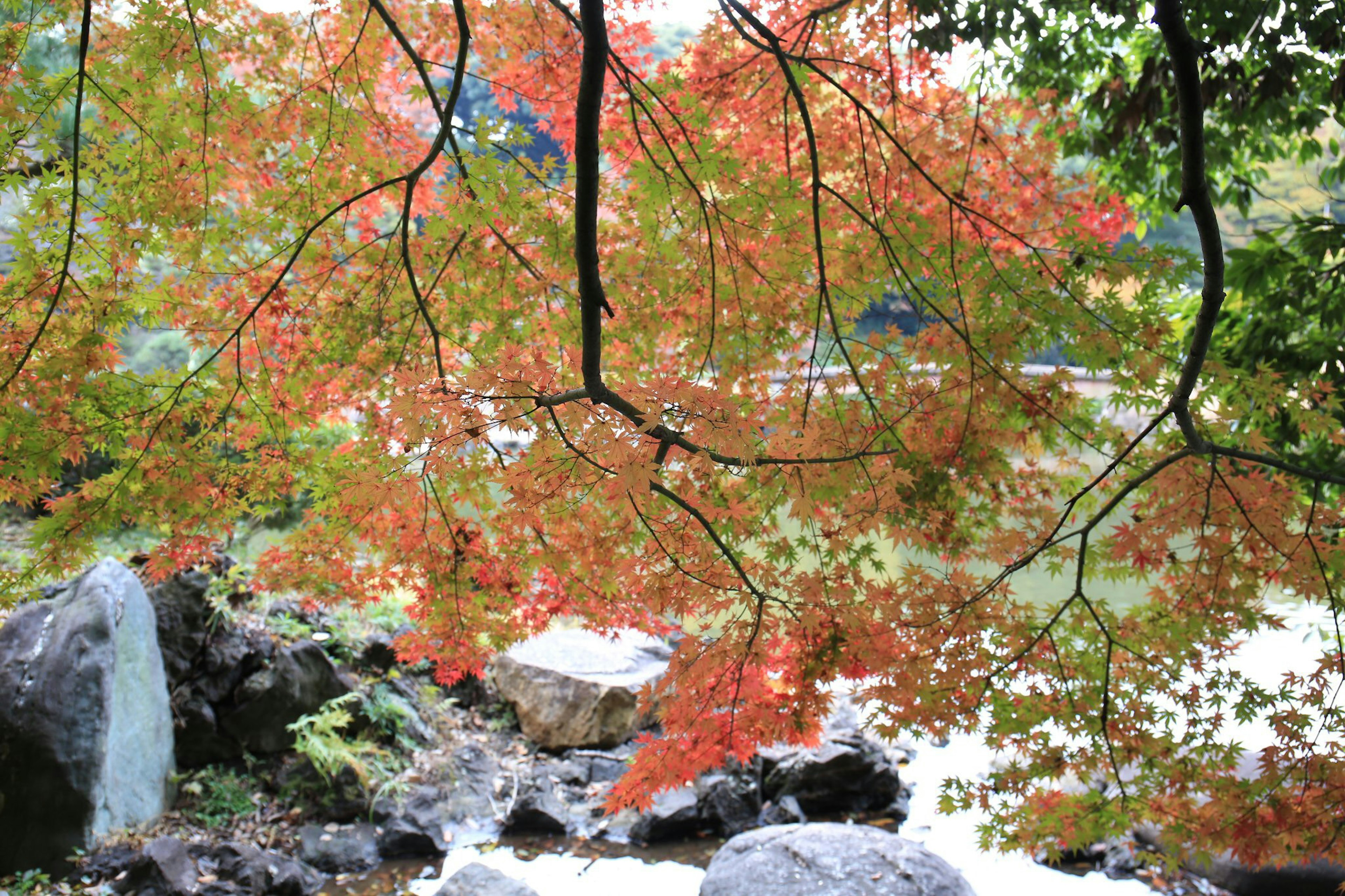 紅葉した木々が水辺に映る美しい景色