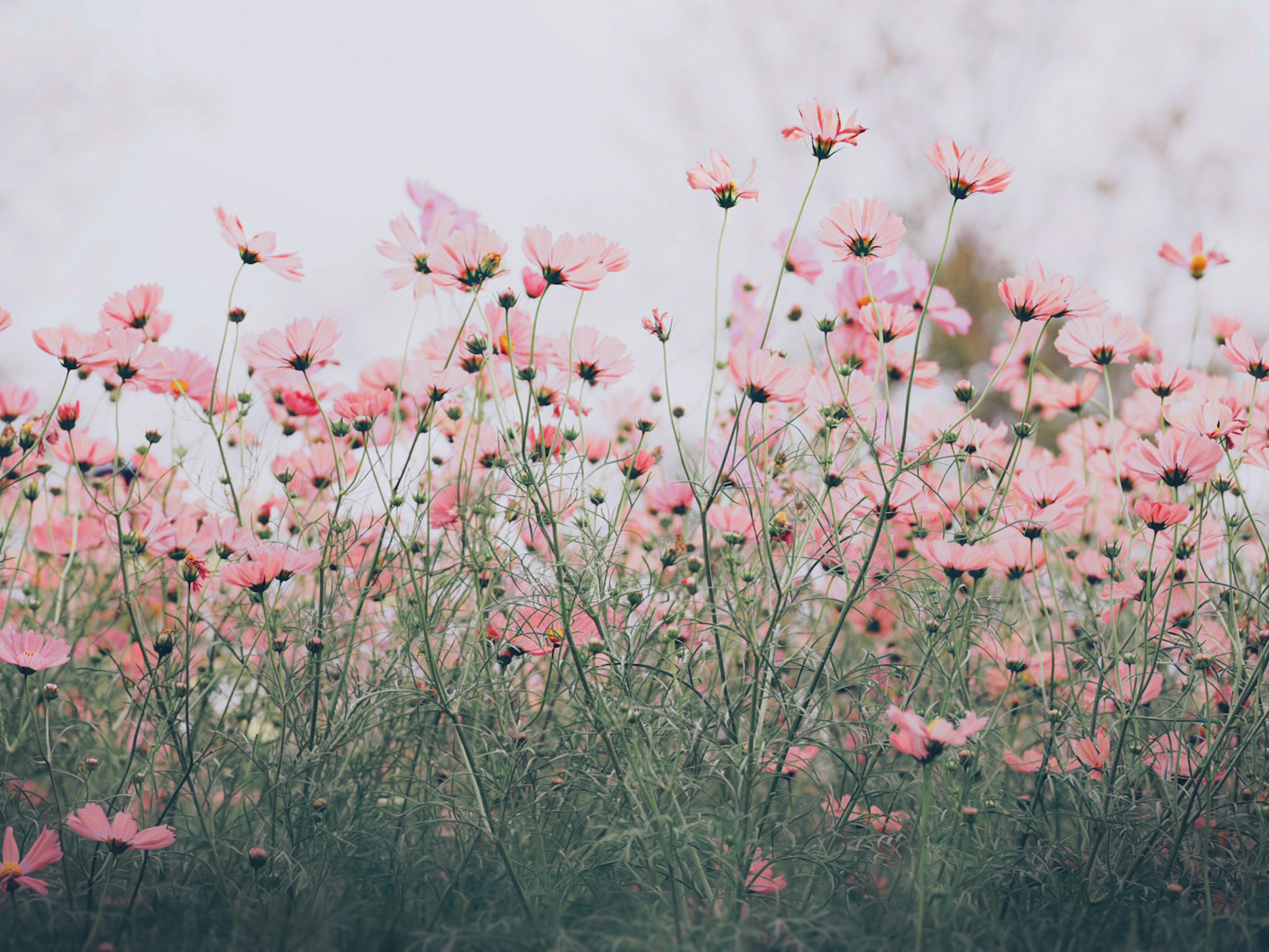 Field of delicate pink flowers surrounded by green grass featuring cosmos blooms