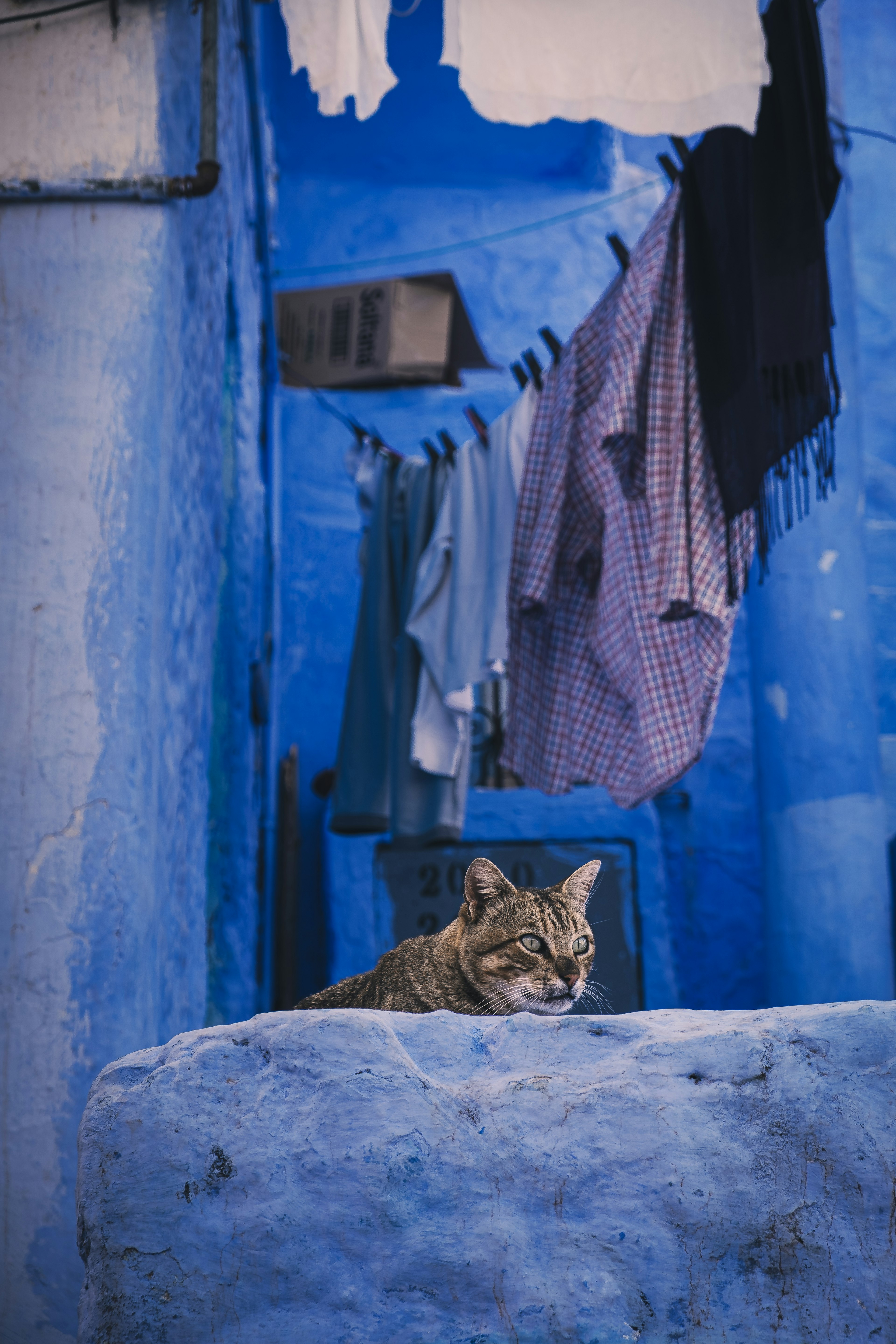 Un gato descansando sobre una pared en un callejón azul con ropa tendida