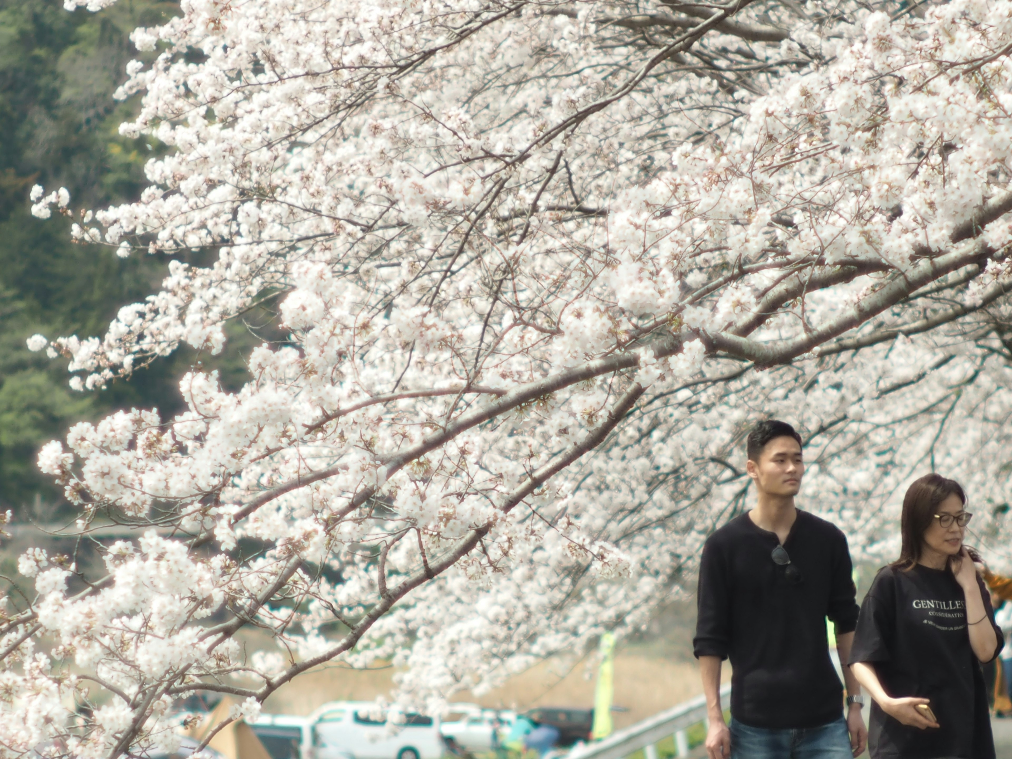 Pareja caminando bajo cerezos en flor