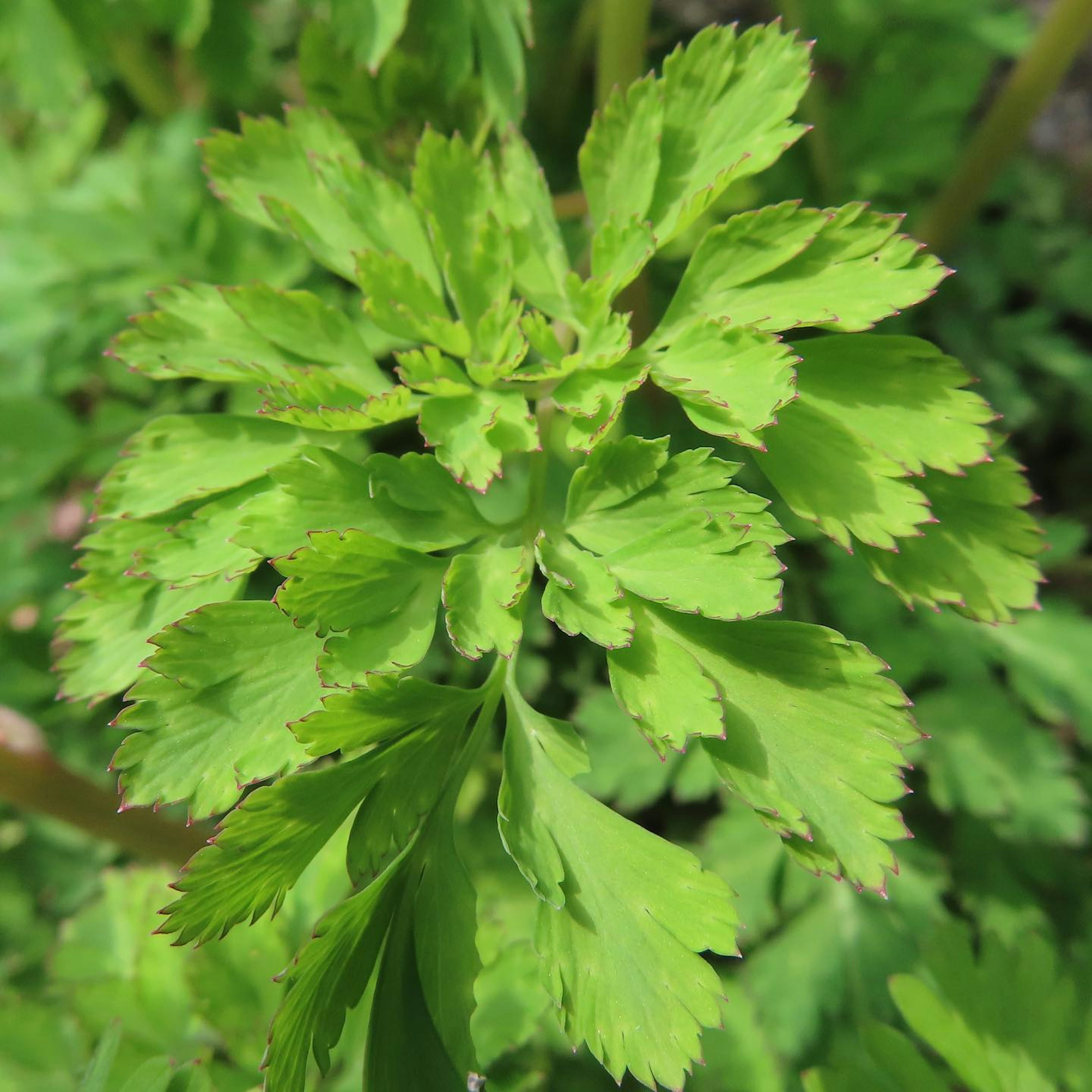 Close-up of a green celery plant with leafy foliage