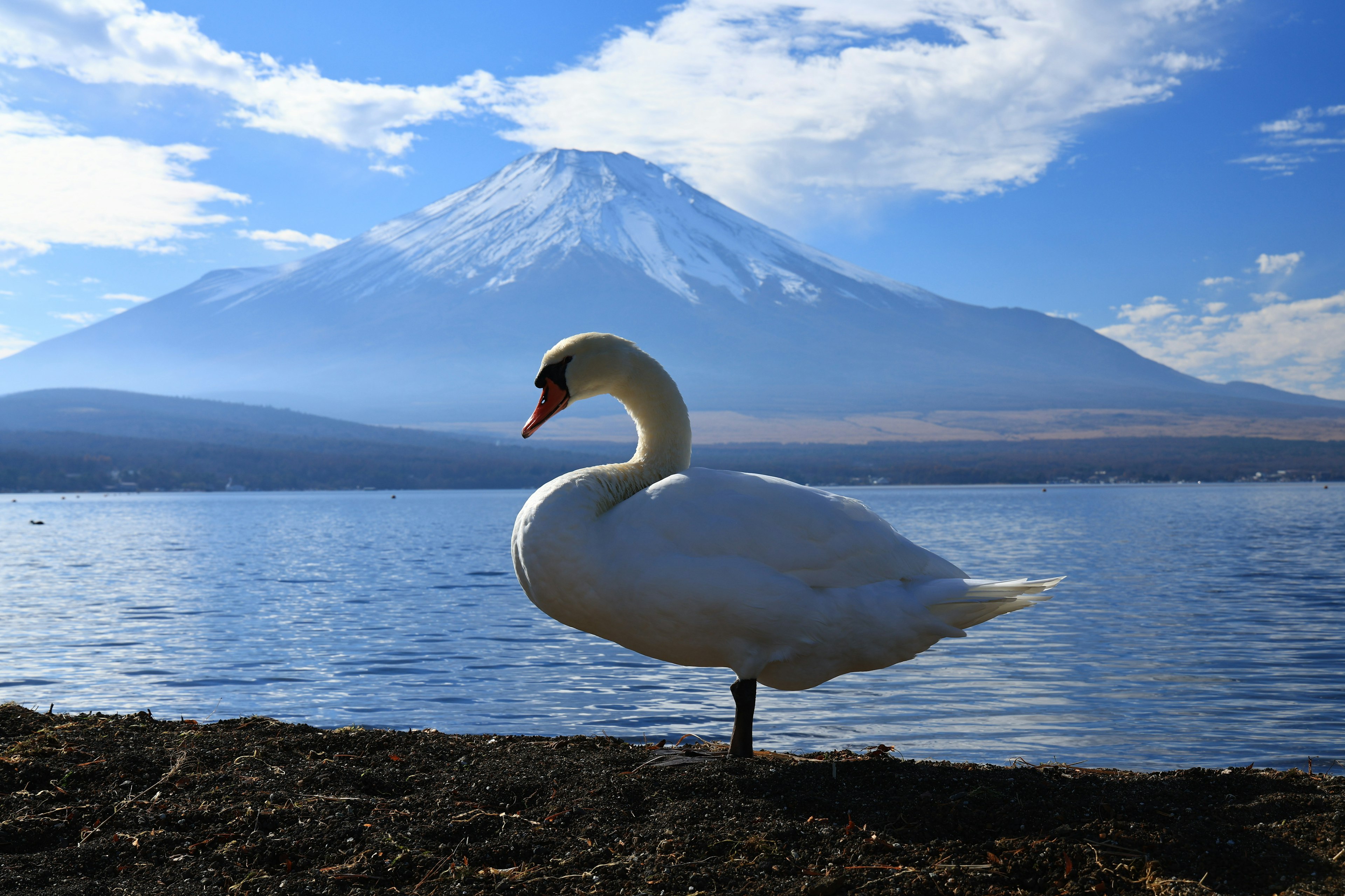 富士山を背景にした白鳥の姿が美しい湖の風景