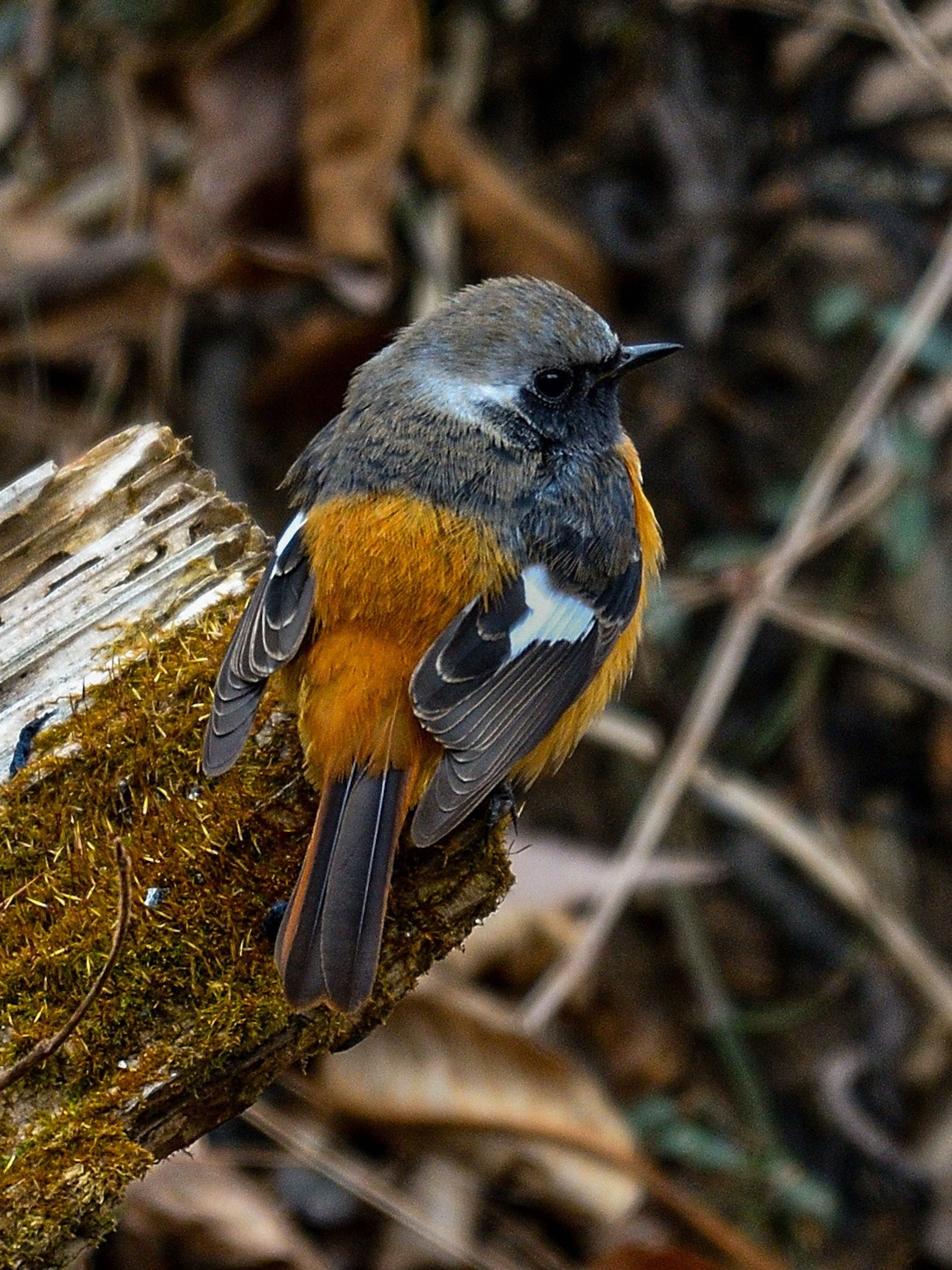 Ein kleiner Vogel mit orangefarbenem Bauch, der auf einem Baumstumpf sitzt