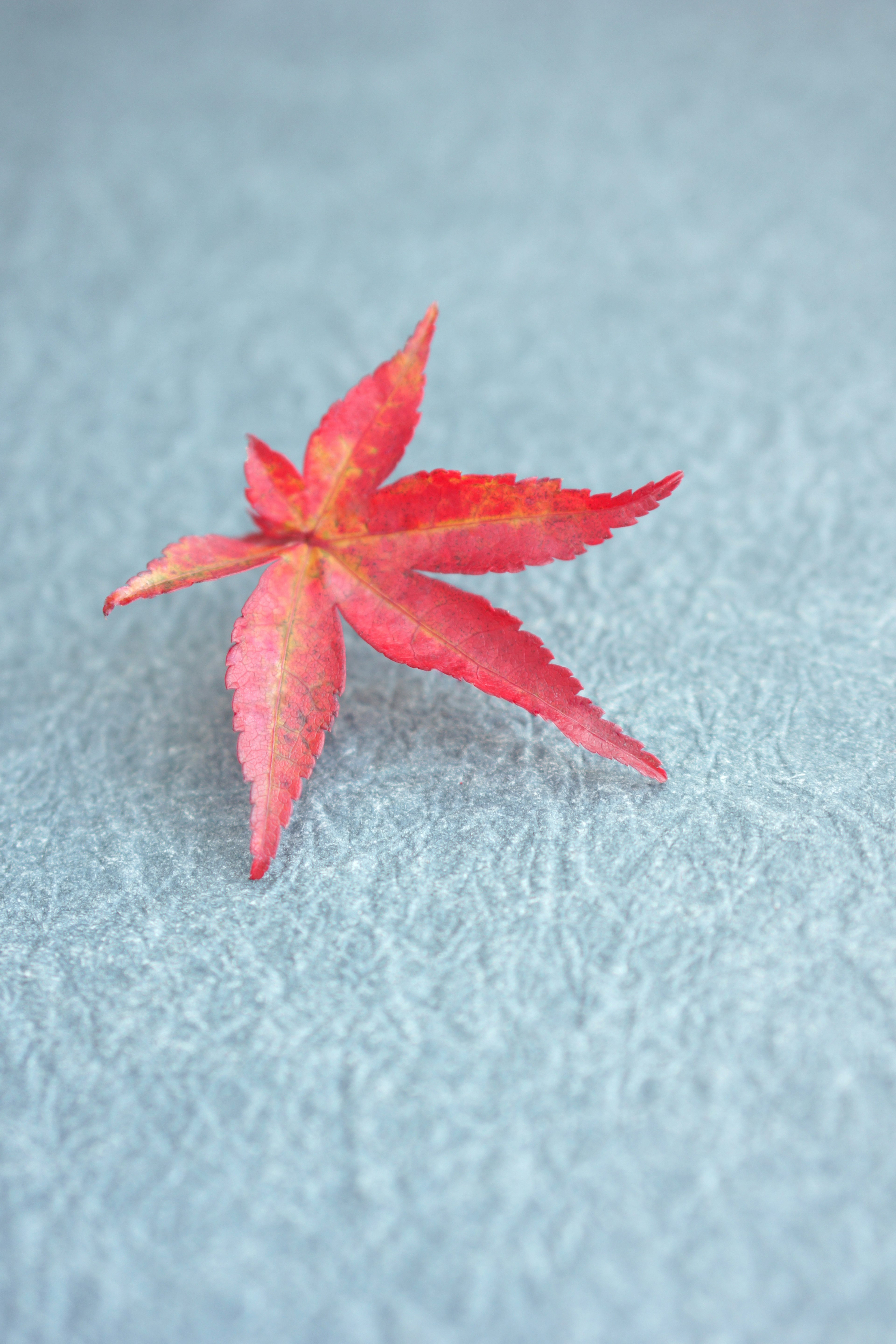 A single red maple leaf placed on a blue textured background